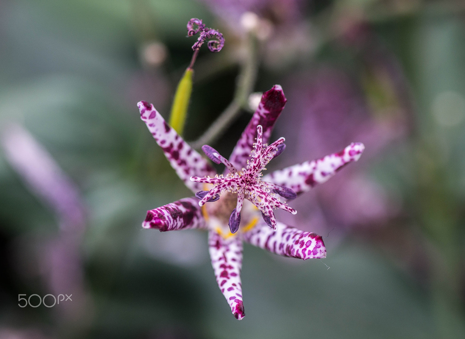 Sony a99 II + Minolta AF 100mm F2.8 Macro [New] sample photo. Brilliant star "sinonome"- tricyrtis (toad lily) photography