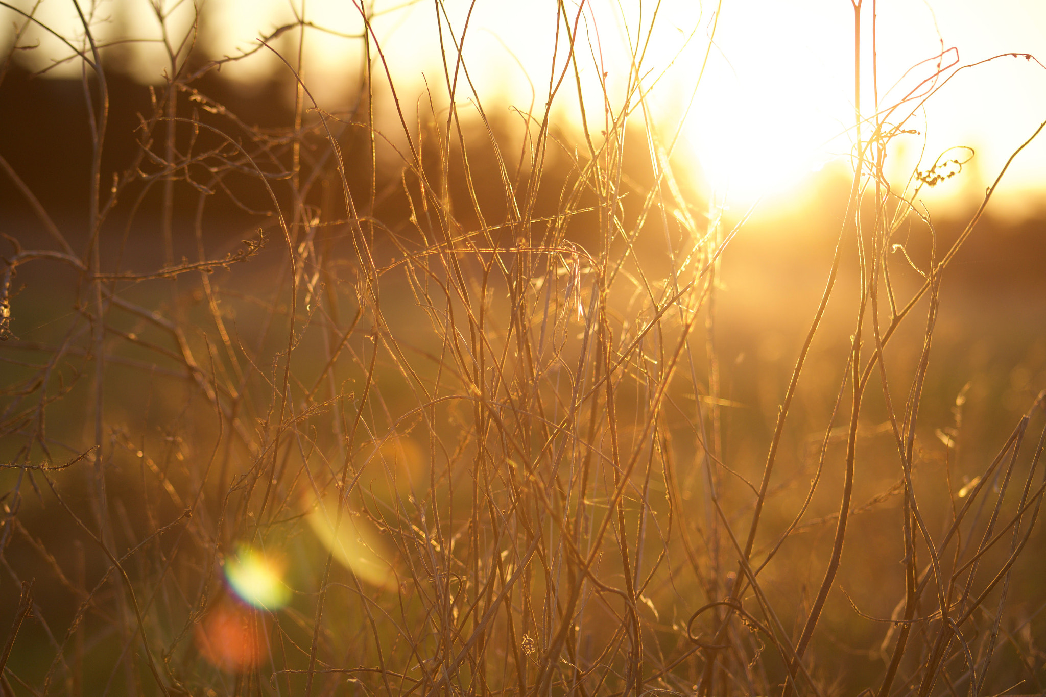 Canon EOS 80D + EF75-300mm f/4-5.6 sample photo. Sunset in field photography