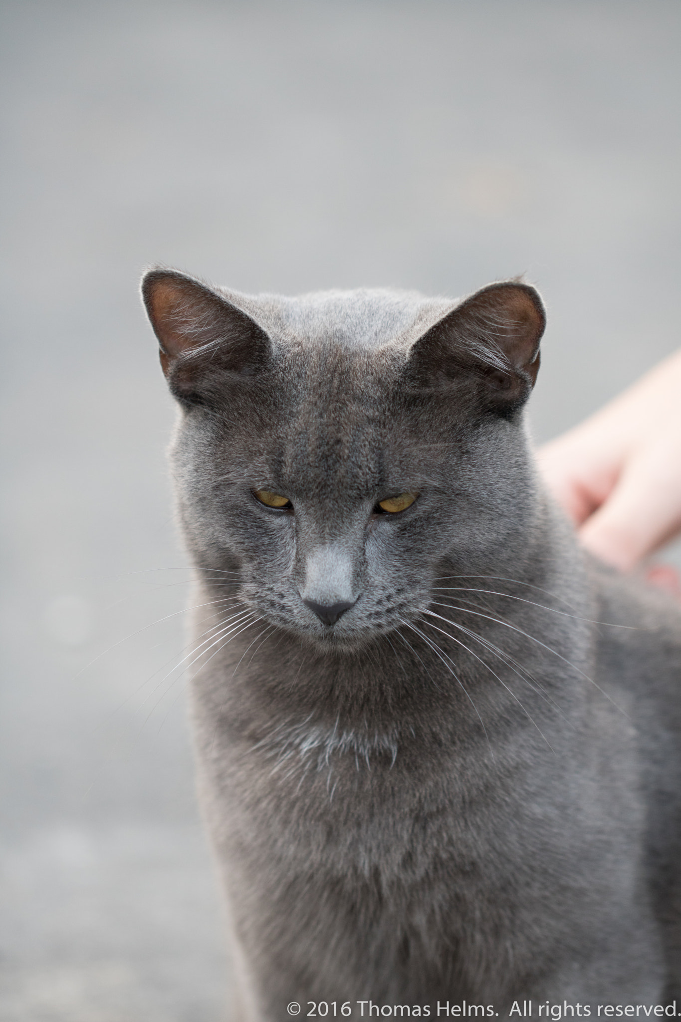 Canon EOS 760D (EOS Rebel T6s / EOS 8000D) + Canon EF 100mm F2.8L Macro IS USM sample photo. The cat's meow photography