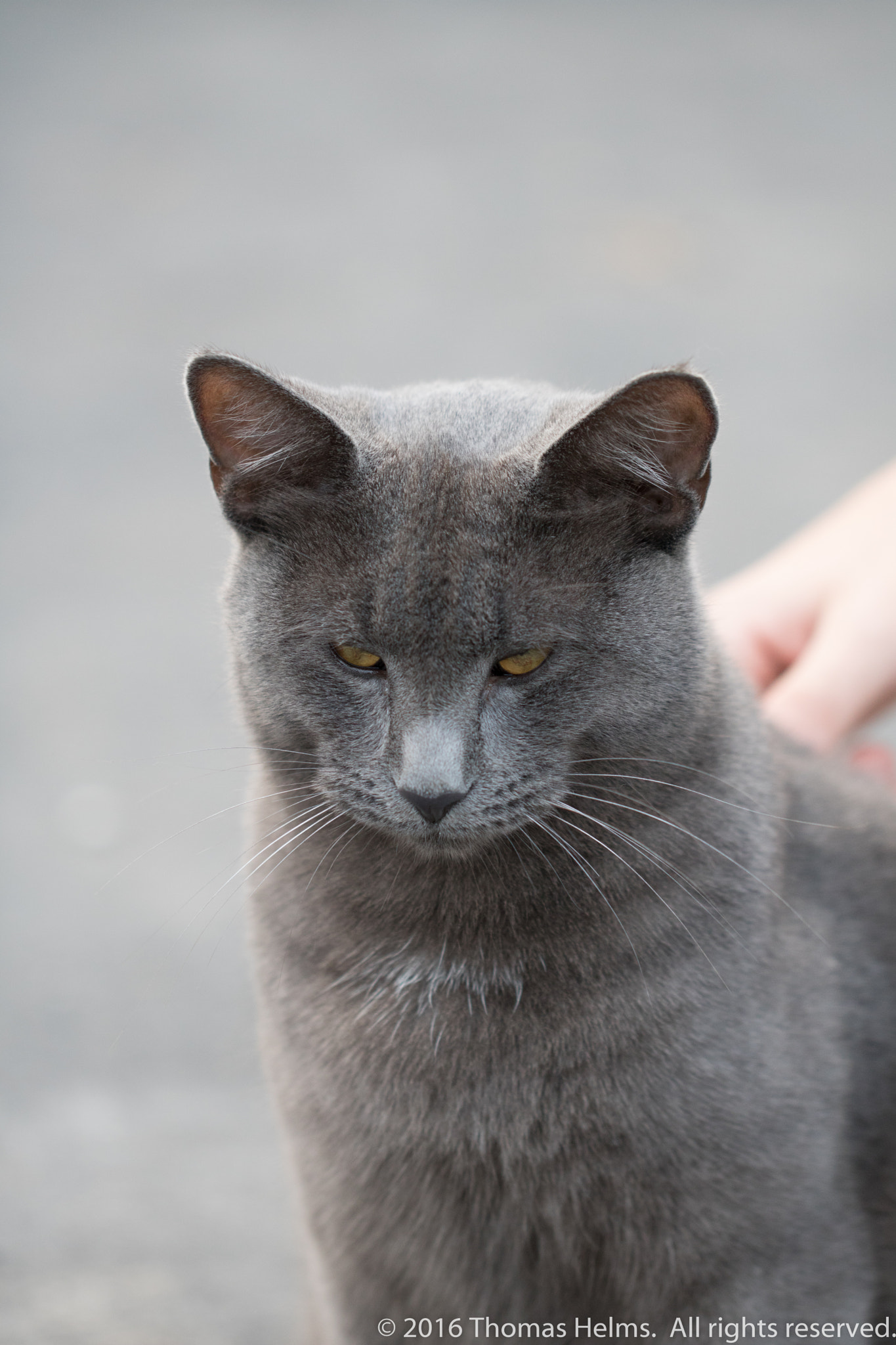 Canon EOS 760D (EOS Rebel T6s / EOS 8000D) sample photo. The cat's meow photography