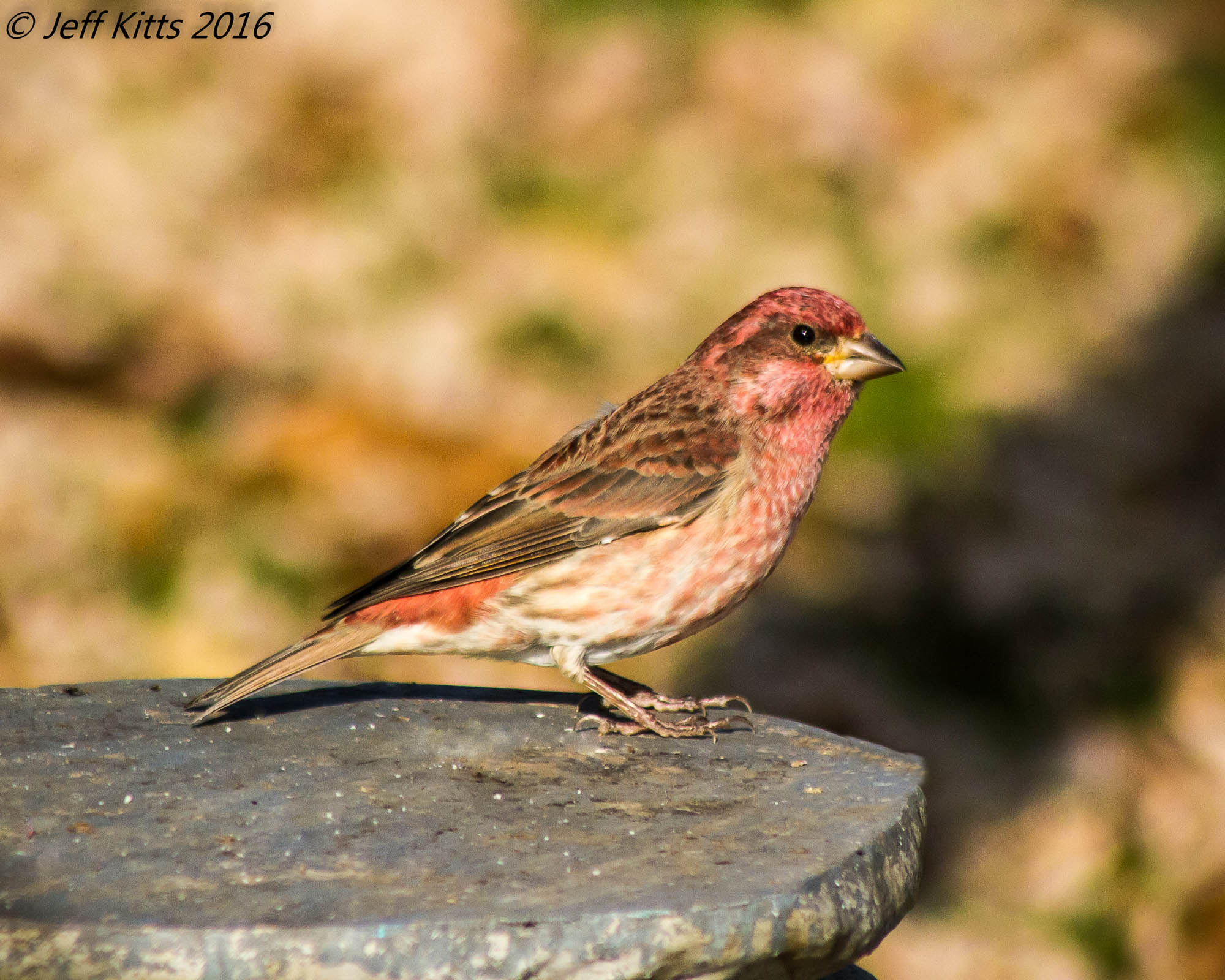 Canon EF 75-300mm f/4-5.6 USM sample photo. 4849-purple finch # 3 photography