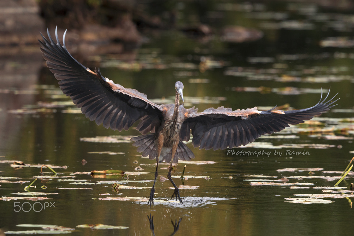 Canon EF 500mm F4L IS II USM sample photo. Landing !! photography