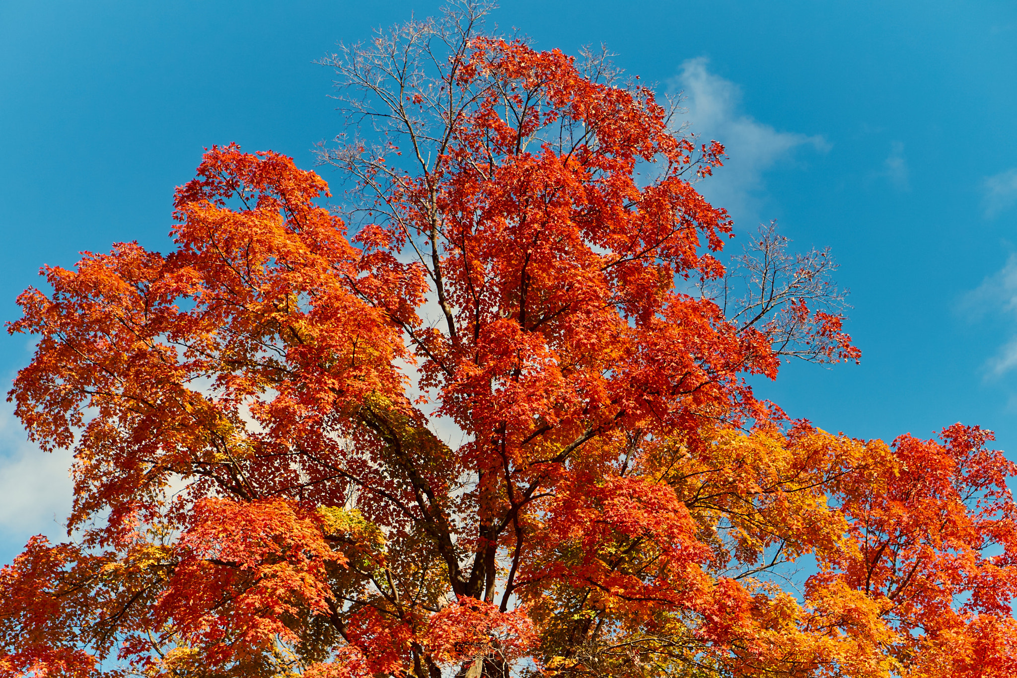 Sony Alpha a5000 (ILCE 5000) + E 50mm F1.8 OSS sample photo. Indian summer photography