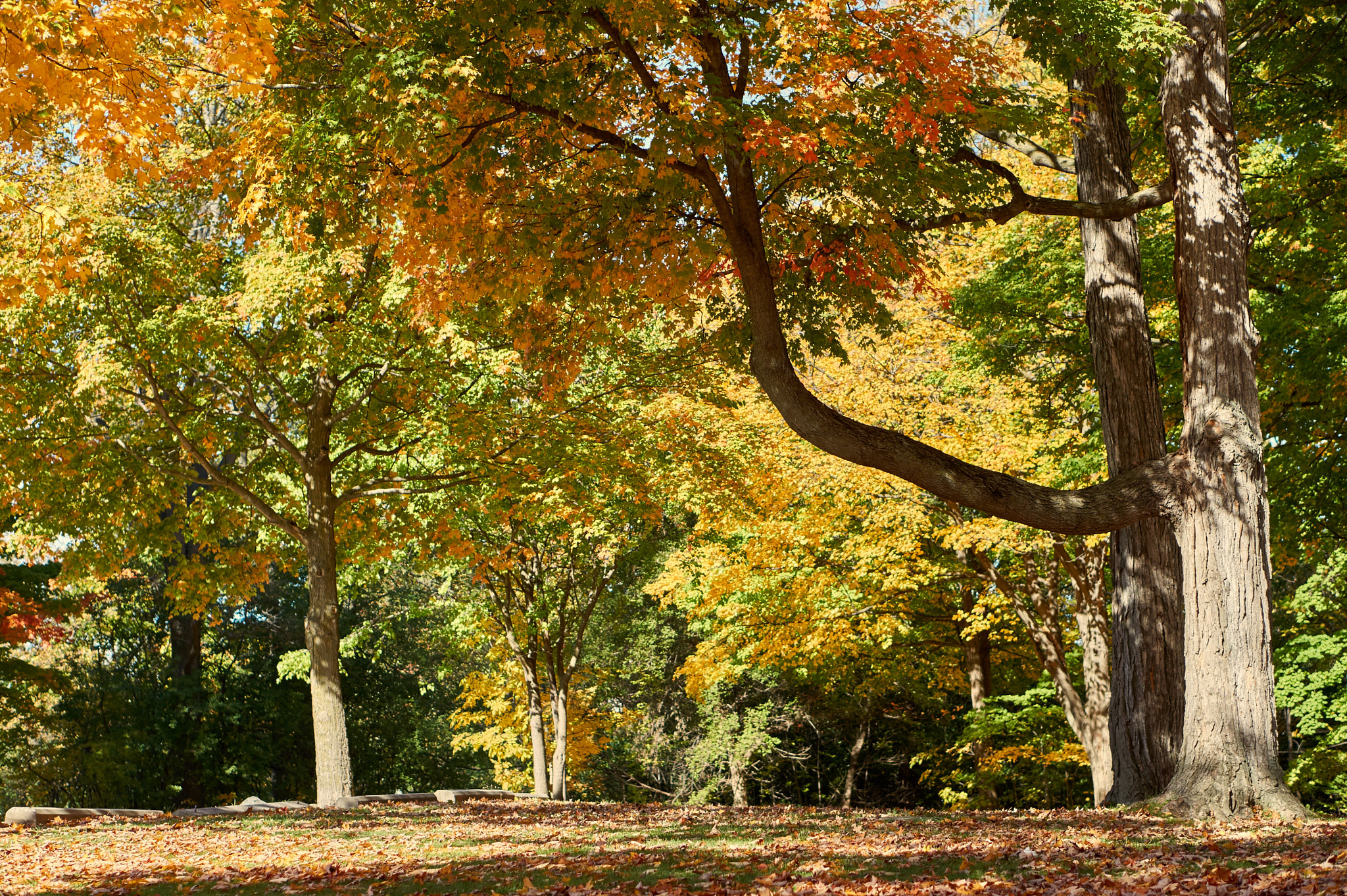 Sony Alpha a5000 (ILCE 5000) + E 50mm F1.8 OSS sample photo. Indian summer photography