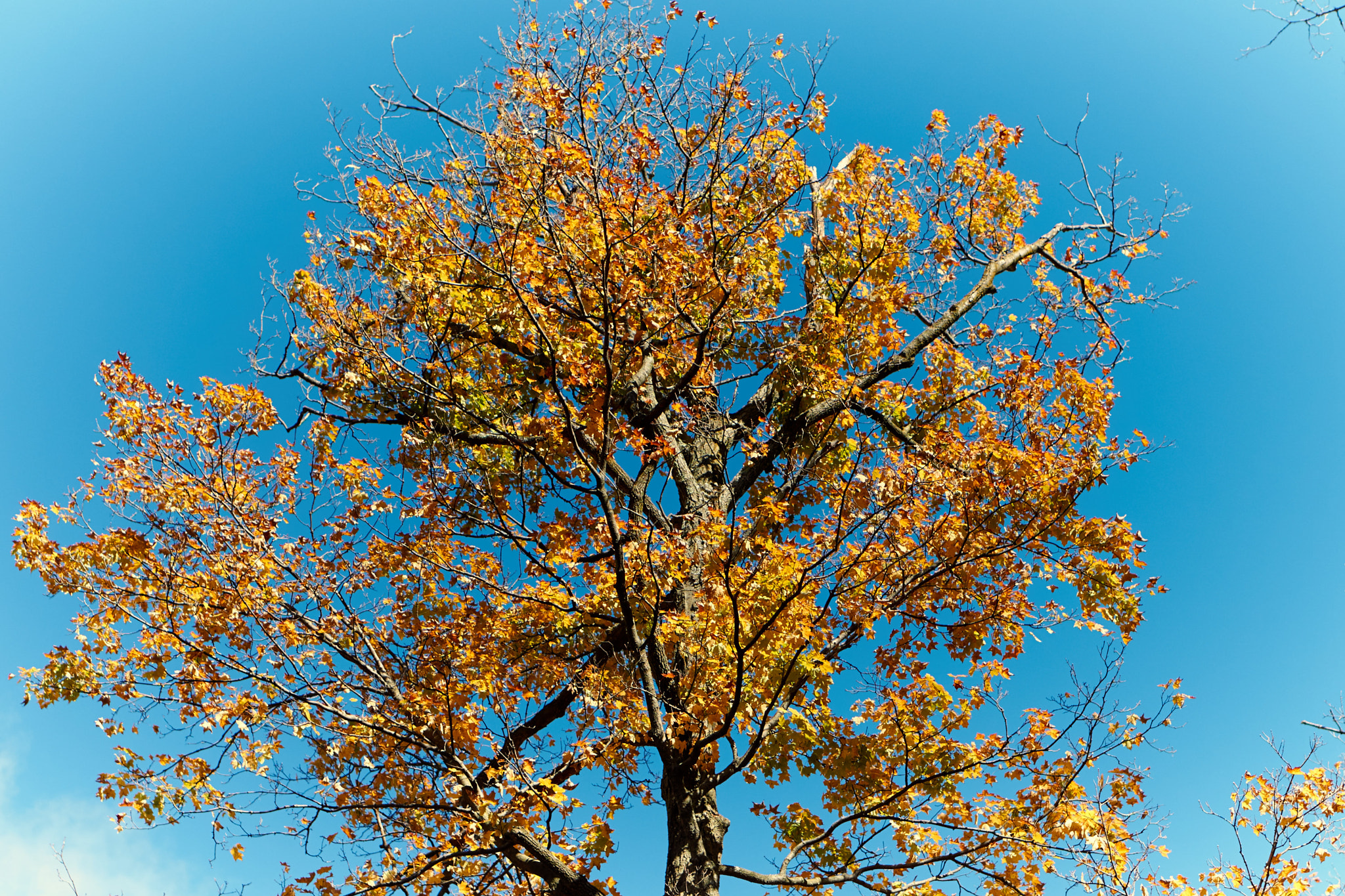 Sony Alpha a5000 (ILCE 5000) + E 50mm F1.8 OSS sample photo. Indian summer photography