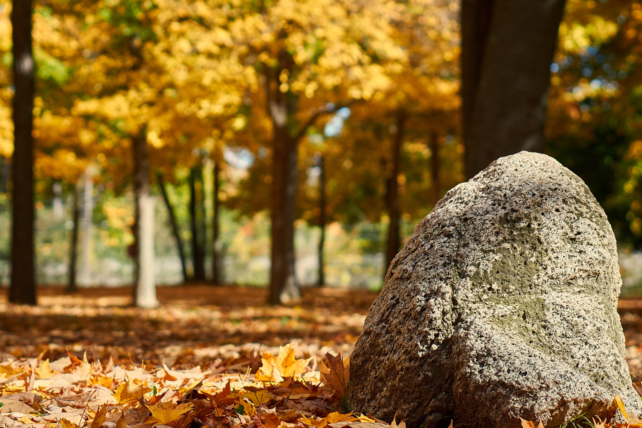 Sony Alpha a5000 (ILCE 5000) + E 50mm F1.8 OSS sample photo. Indian summer photography