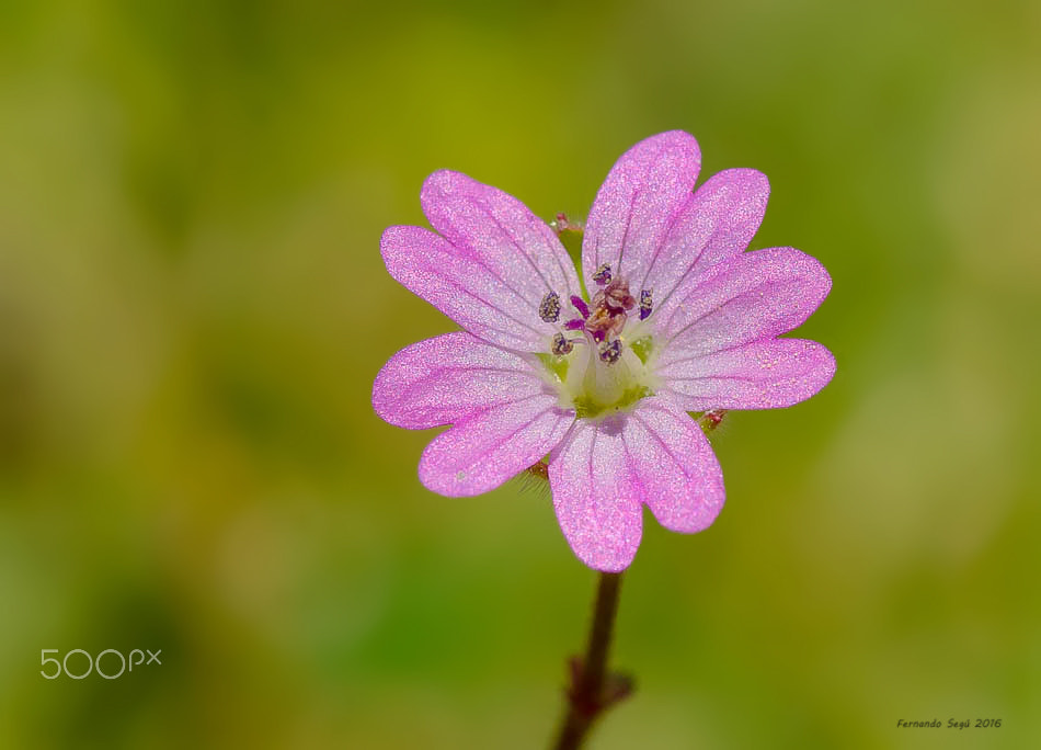 Nikon AF-S DX Micro-Nikkor 85mm F3.5G ED VR sample photo. Wild flower photography