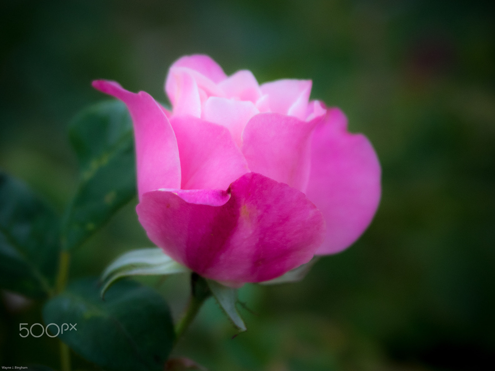 Olympus OM-D E-M1 sample photo. Soft photography