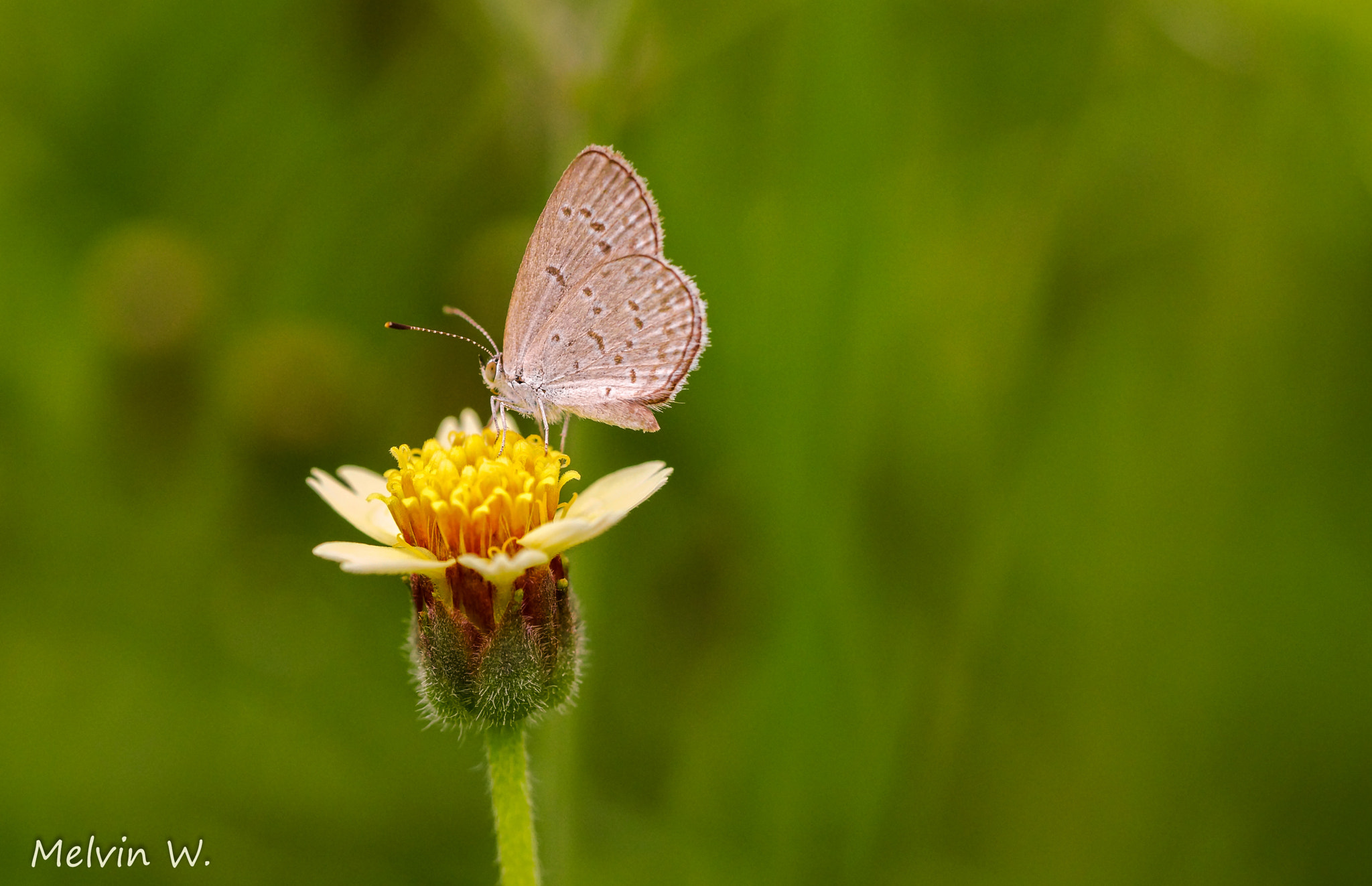 Sony Alpha NEX-7 + 90mm F2.8 Macro G OSS sample photo. My own sweet time photography