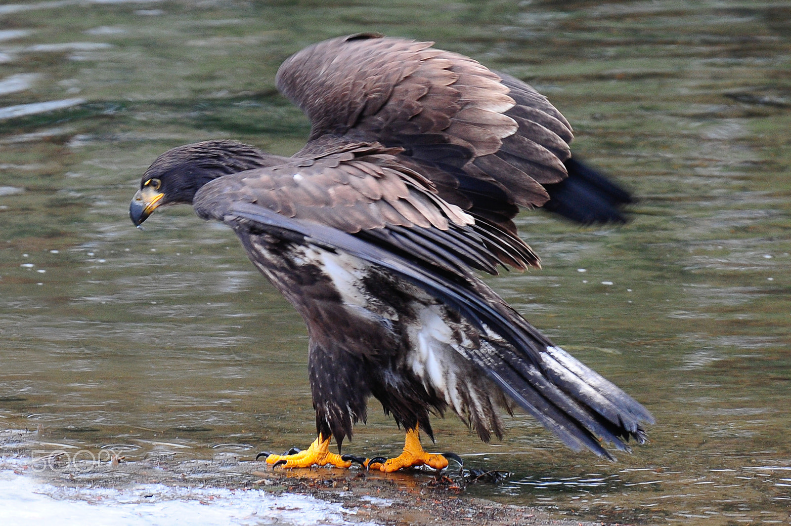 Nikon AF-S Nikkor 400mm F2.8G ED VR II sample photo. Eagle photography