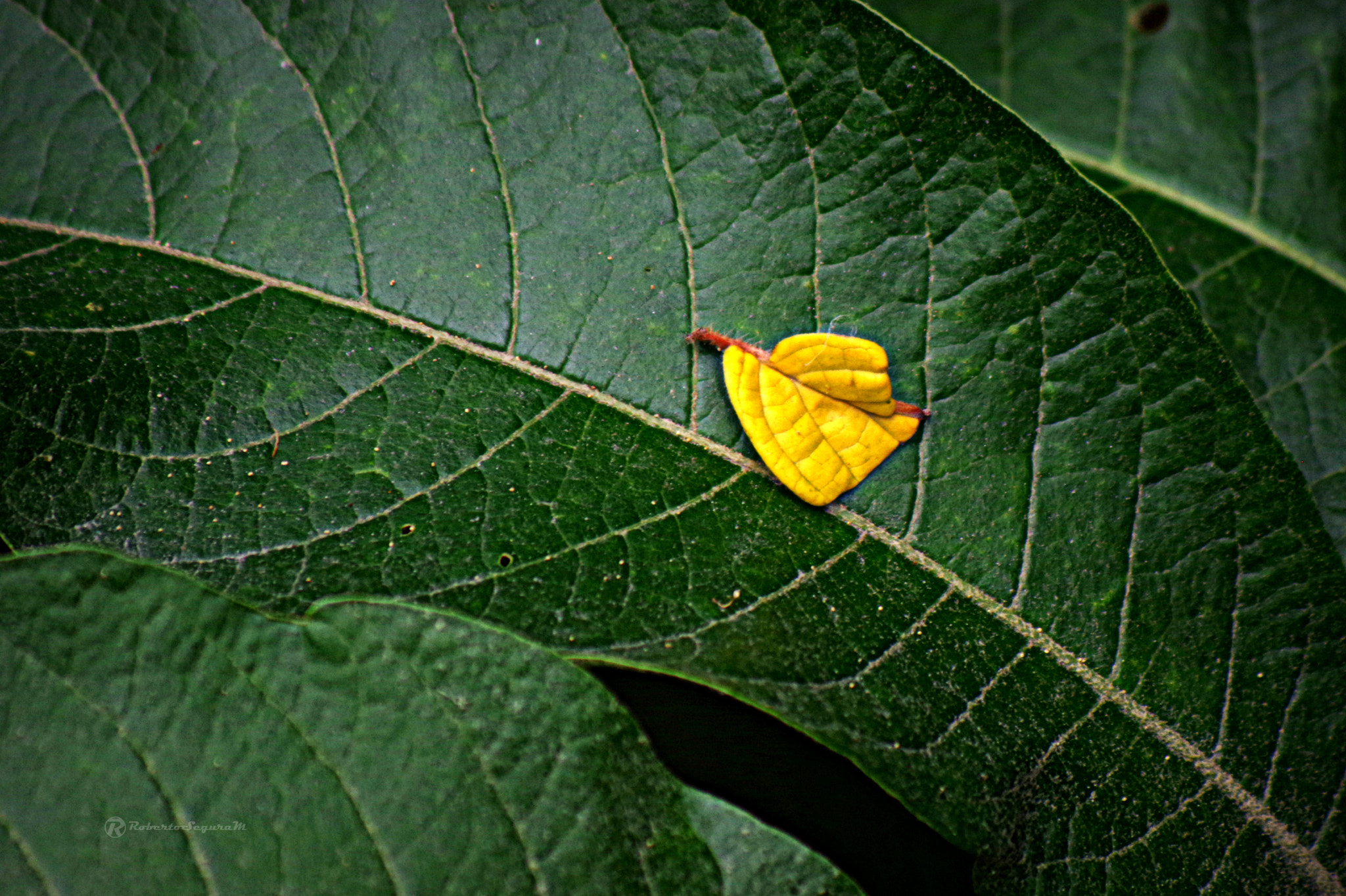 Pentax K-S2 sample photo. Lluvia de amarillo photography