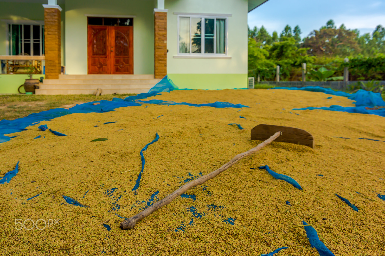 Sony SLT-A77 + 20mm F2.8 sample photo. Drying the rice harvest photography