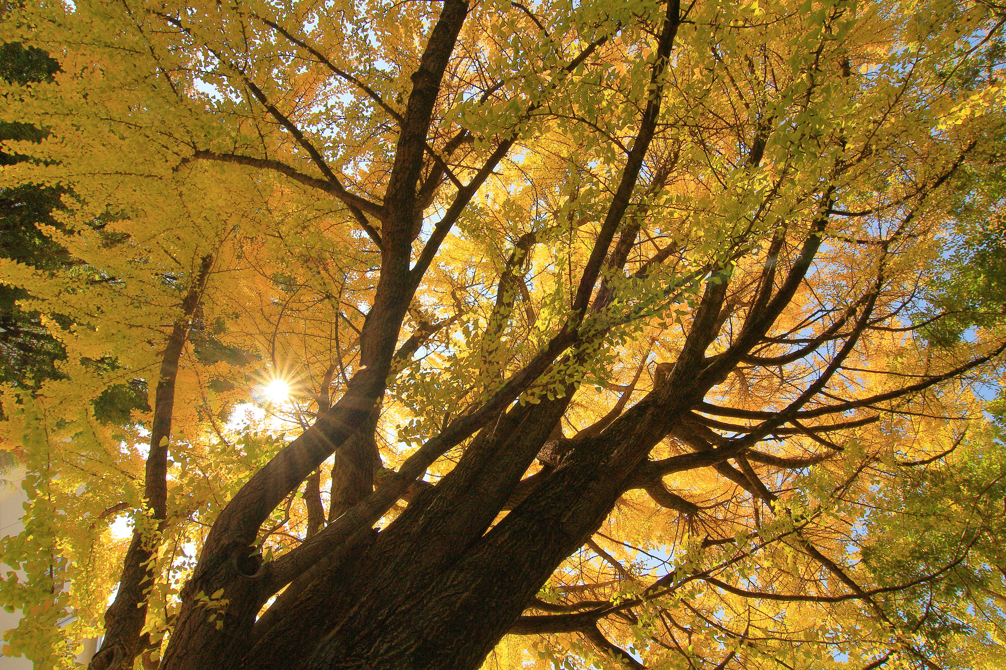 Canon EOS M2 sample photo. Autumn in nagoya photography