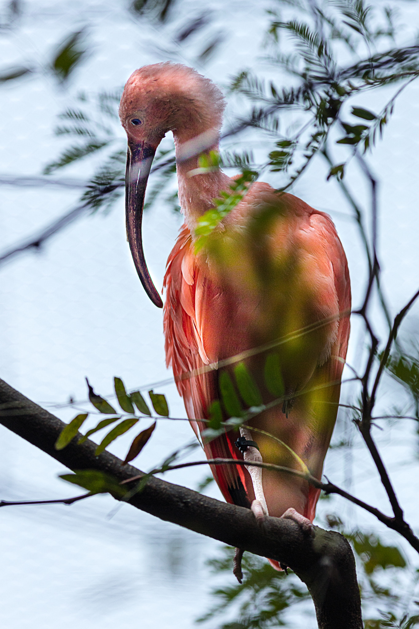 Canon EOS 5DS + Canon EF 200mm F2.8L II USM sample photo. Not a flamingo photography
