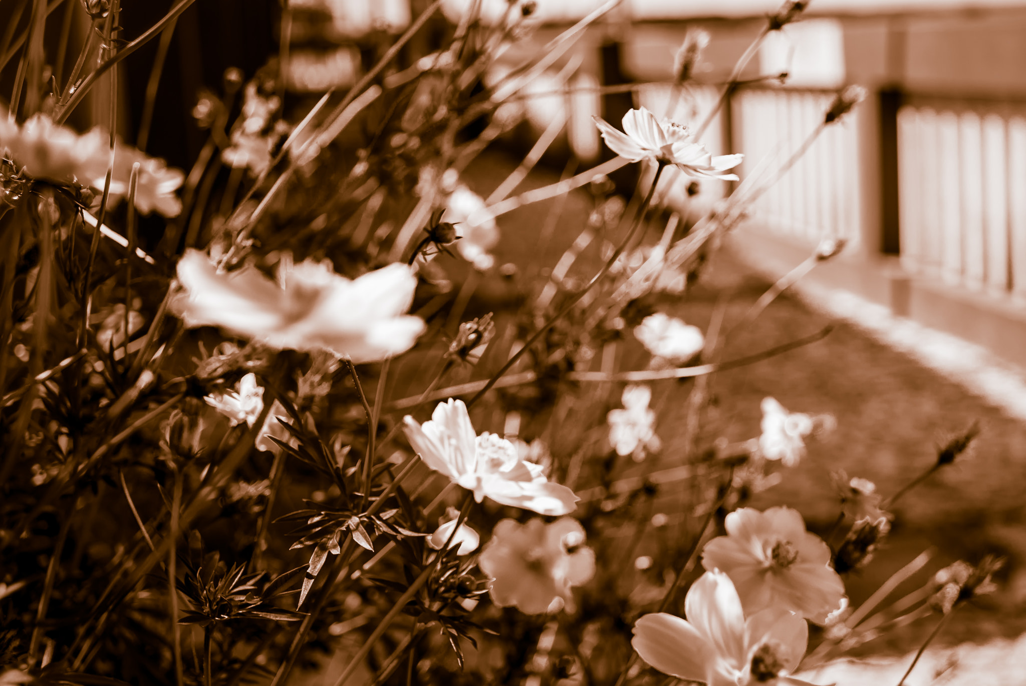Sony Alpha DSLR-A230 + Sony DT 18-55mm F3.5-5.6 SAM sample photo. Flores photography