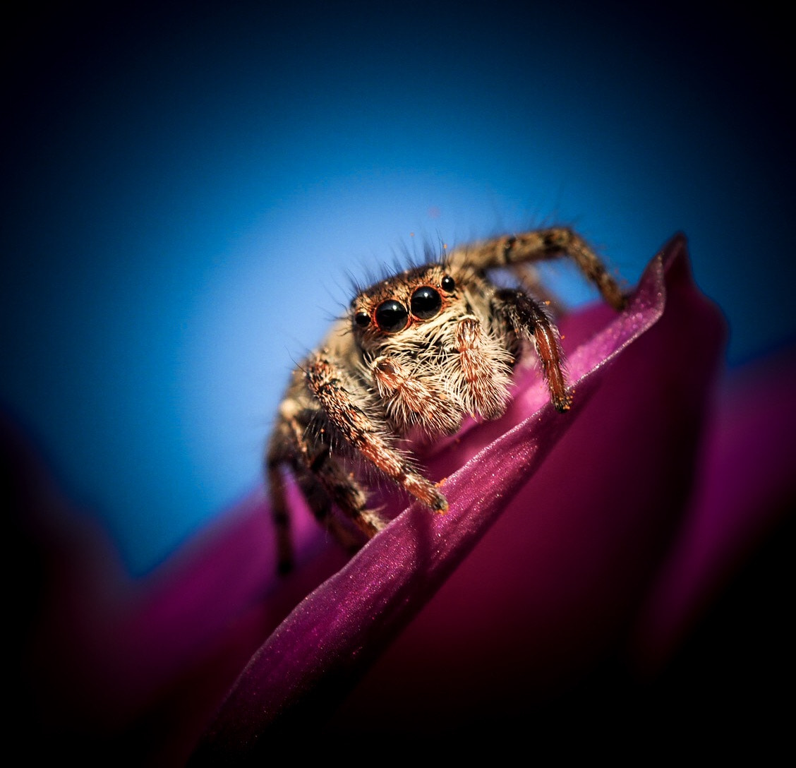 Olympus M.Zuiko Digital ED 60mm F2.8 Macro sample photo. A spider photography
