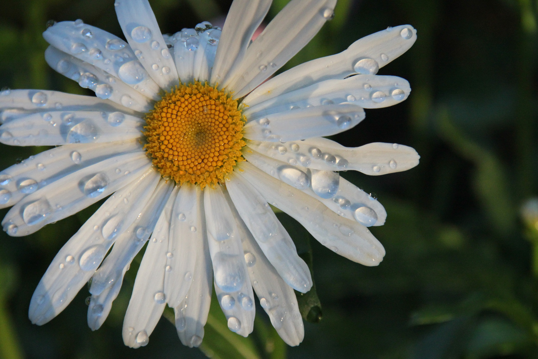 Sigma 18-200mm f/3.5-6.3 DC OS sample photo. Daisy photography