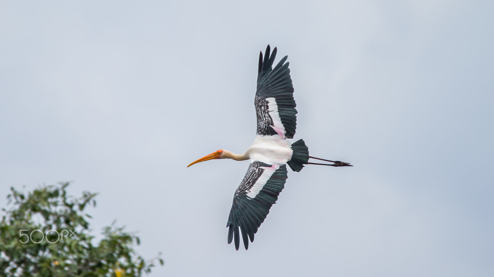 150-600mm F5-6.3 DG OS HSM | Contemporary 015 sample photo. Img photography