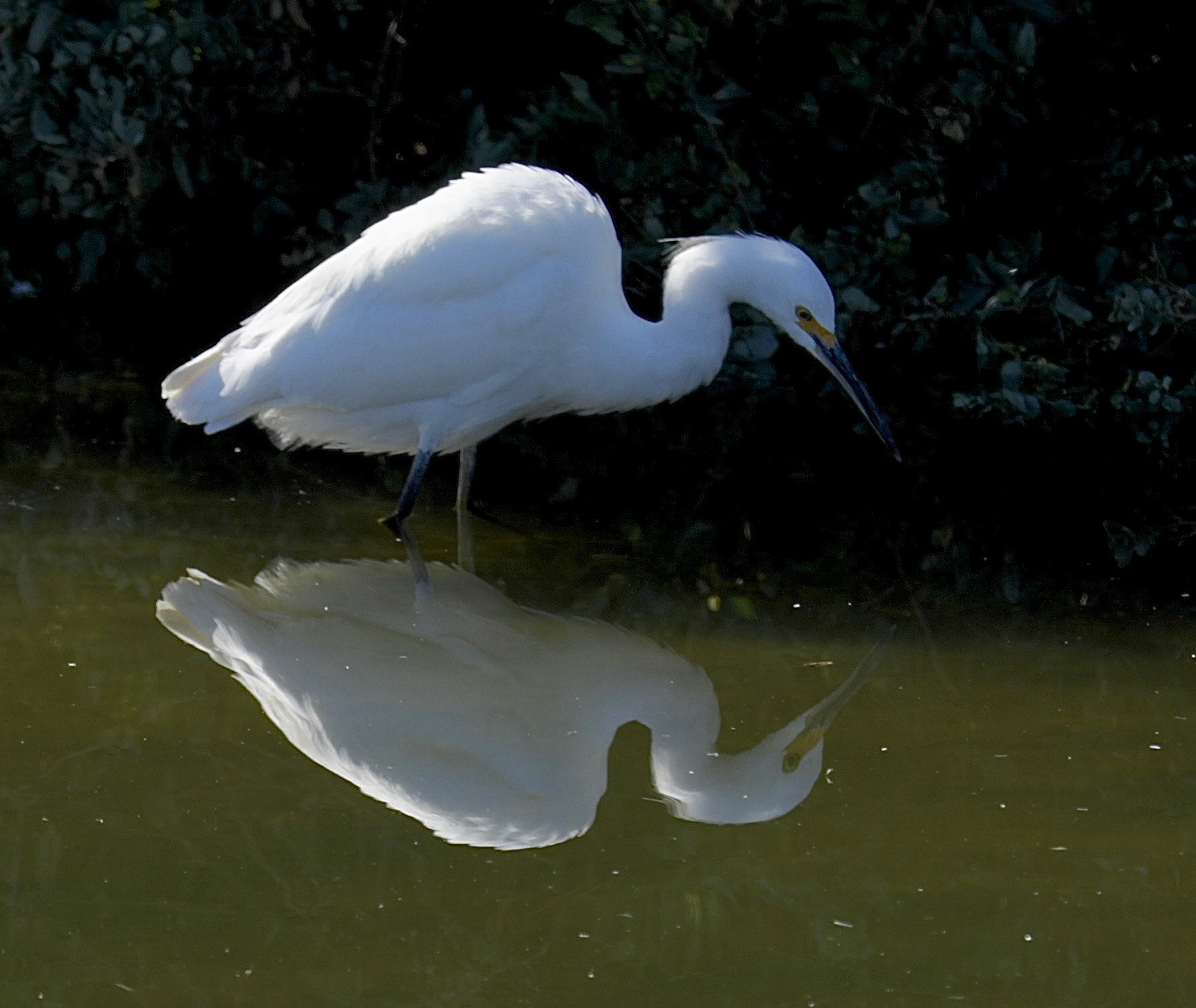 Canon EF 70-200mm F2.8L IS II USM sample photo. Mirror image snowy white egret photography