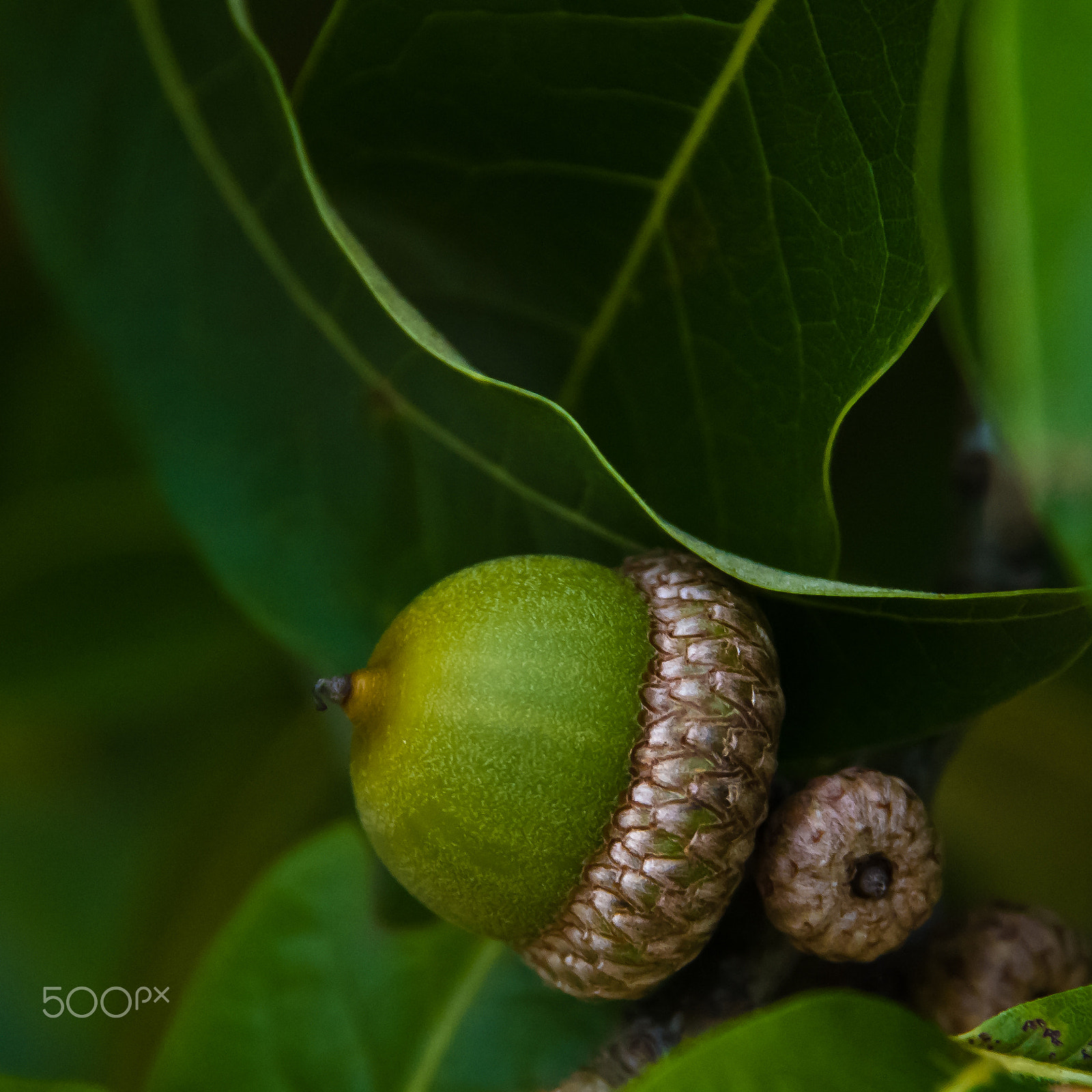 Pentax K-50 sample photo. Acorn photography