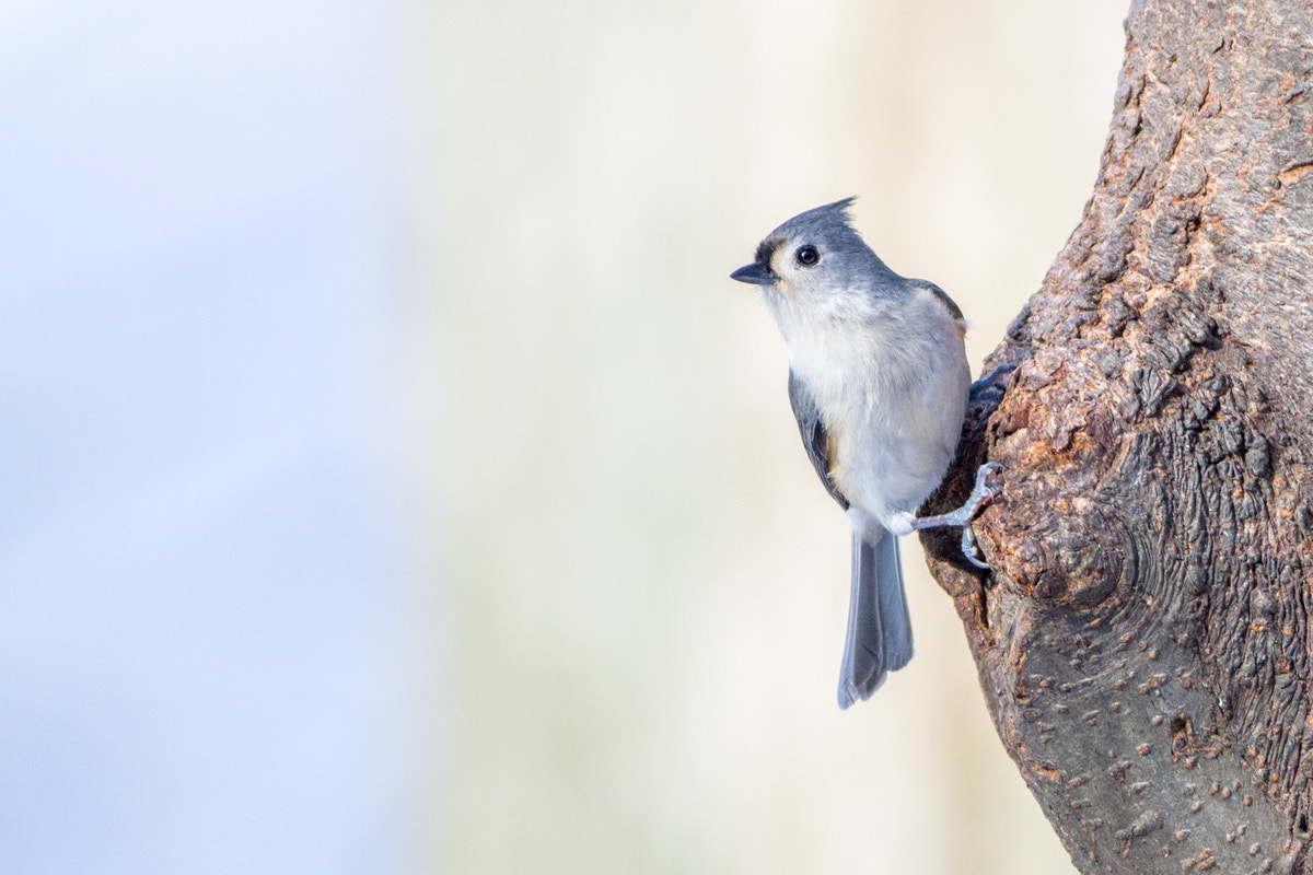 Canon EF 200-400mm F4L IS USM Extender 1.4x sample photo. Tufted titmouse photography