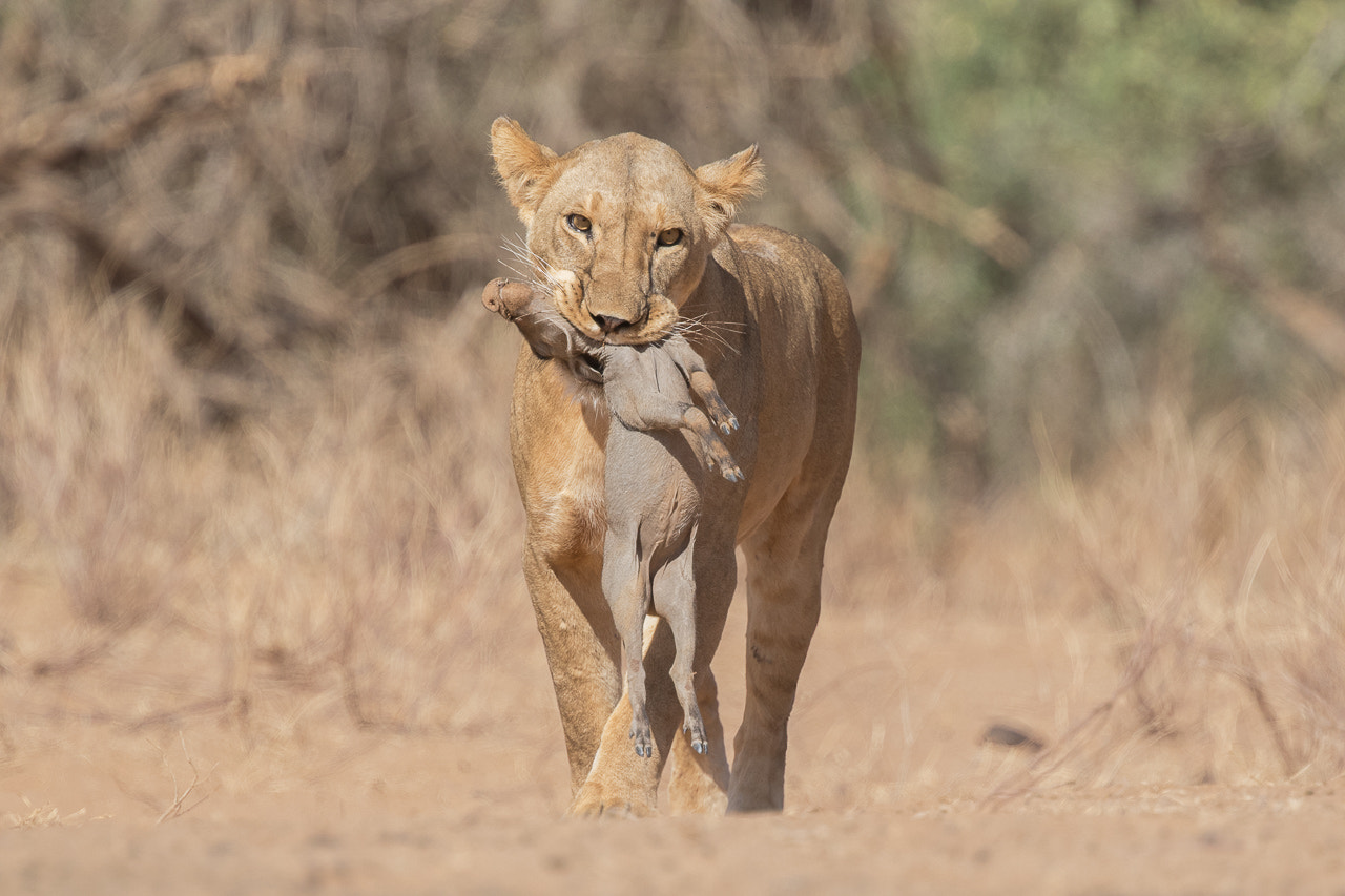 Canon EOS 7D Mark II + Canon EF 400mm F4 DO IS II USM sample photo. Here's lunch photography