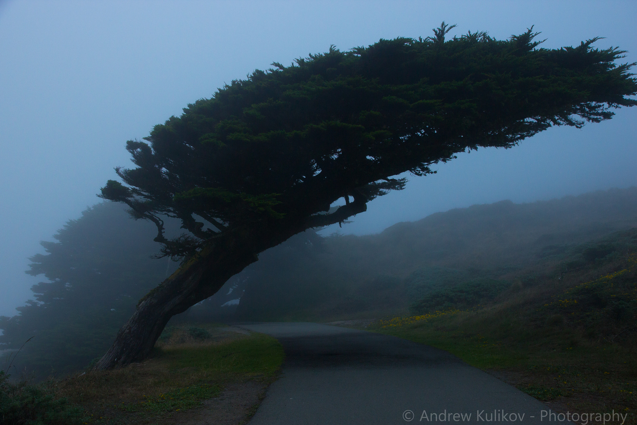 Canon EF-S 17-55mm F2.8 IS USM sample photo. Tree vs. wind photography