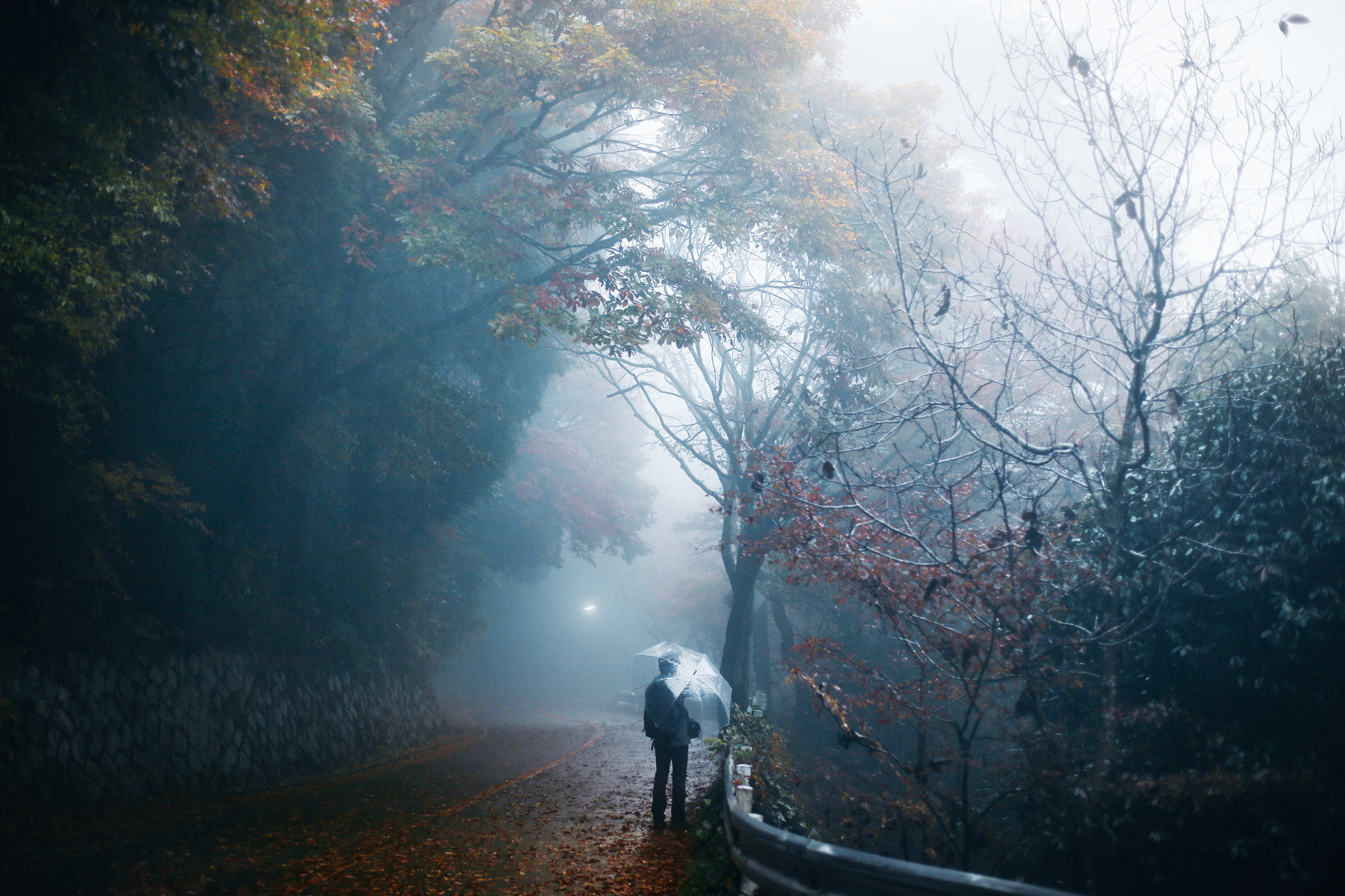 ZEISS Planar T* 50mm F1.4 sample photo. Chasing autumn photography