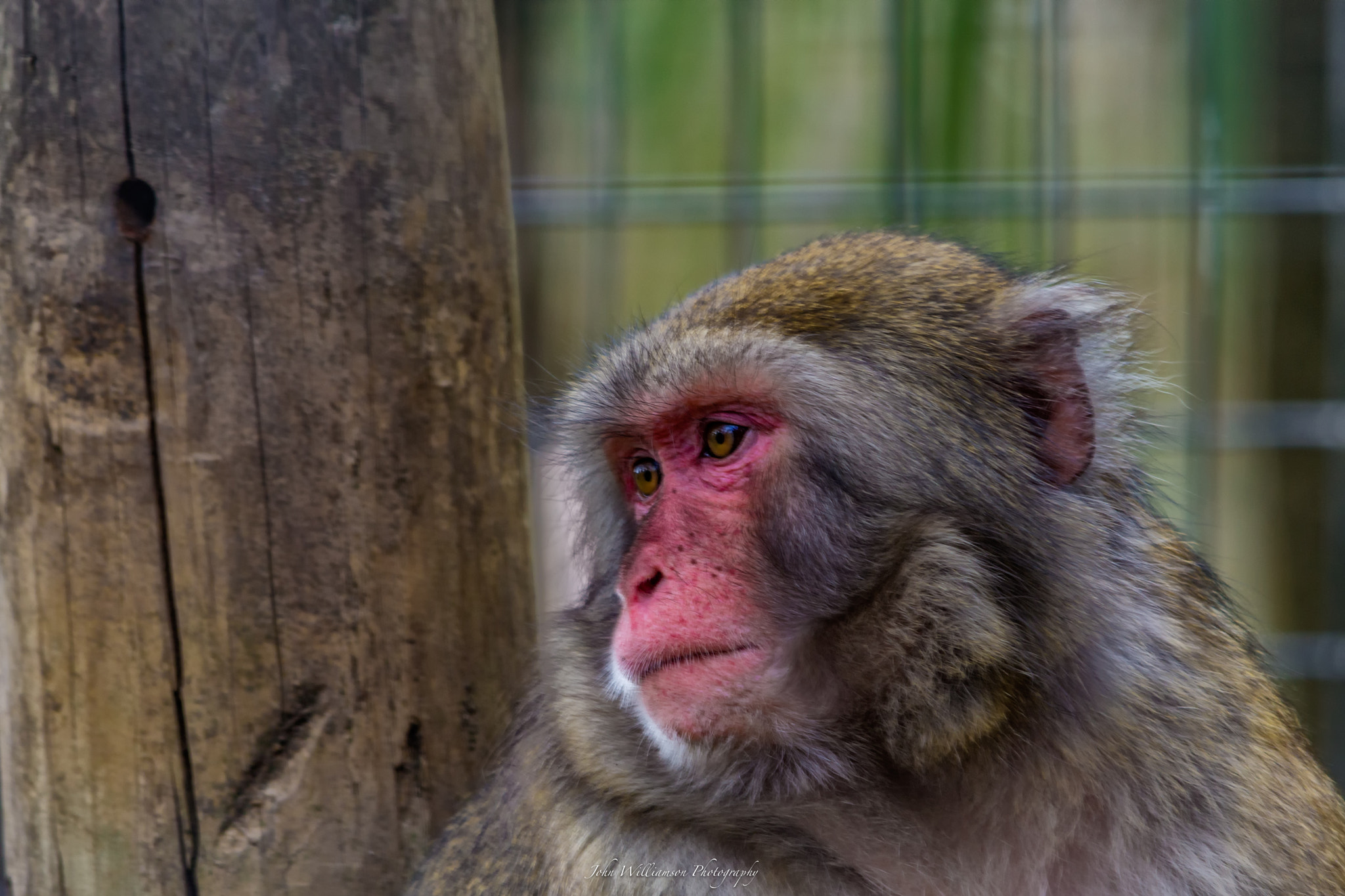 Sigma 150-500mm F5-6.3 DG OS HSM sample photo. In thought photography
