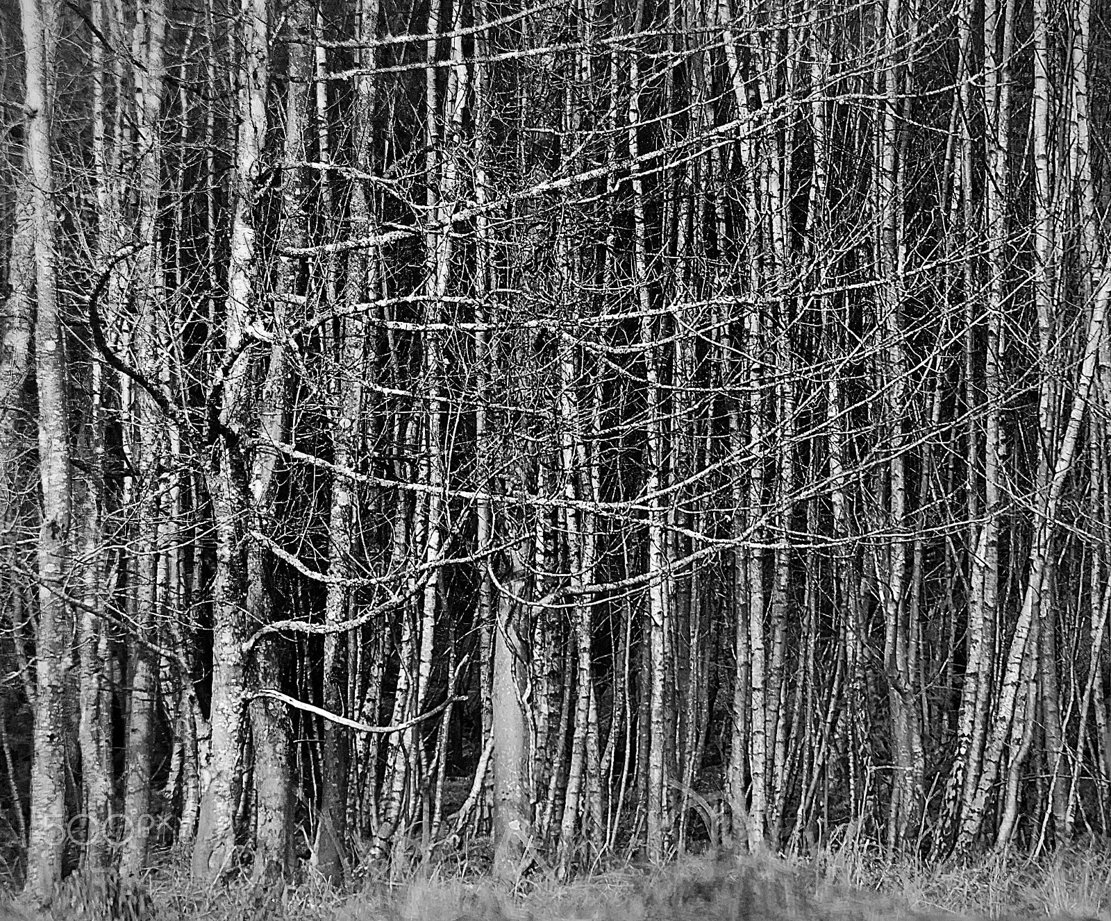 Nikon D7000 + Sigma 135-400mm F4.5-5.6 APO Aspherical sample photo. "i fear the forest". photography