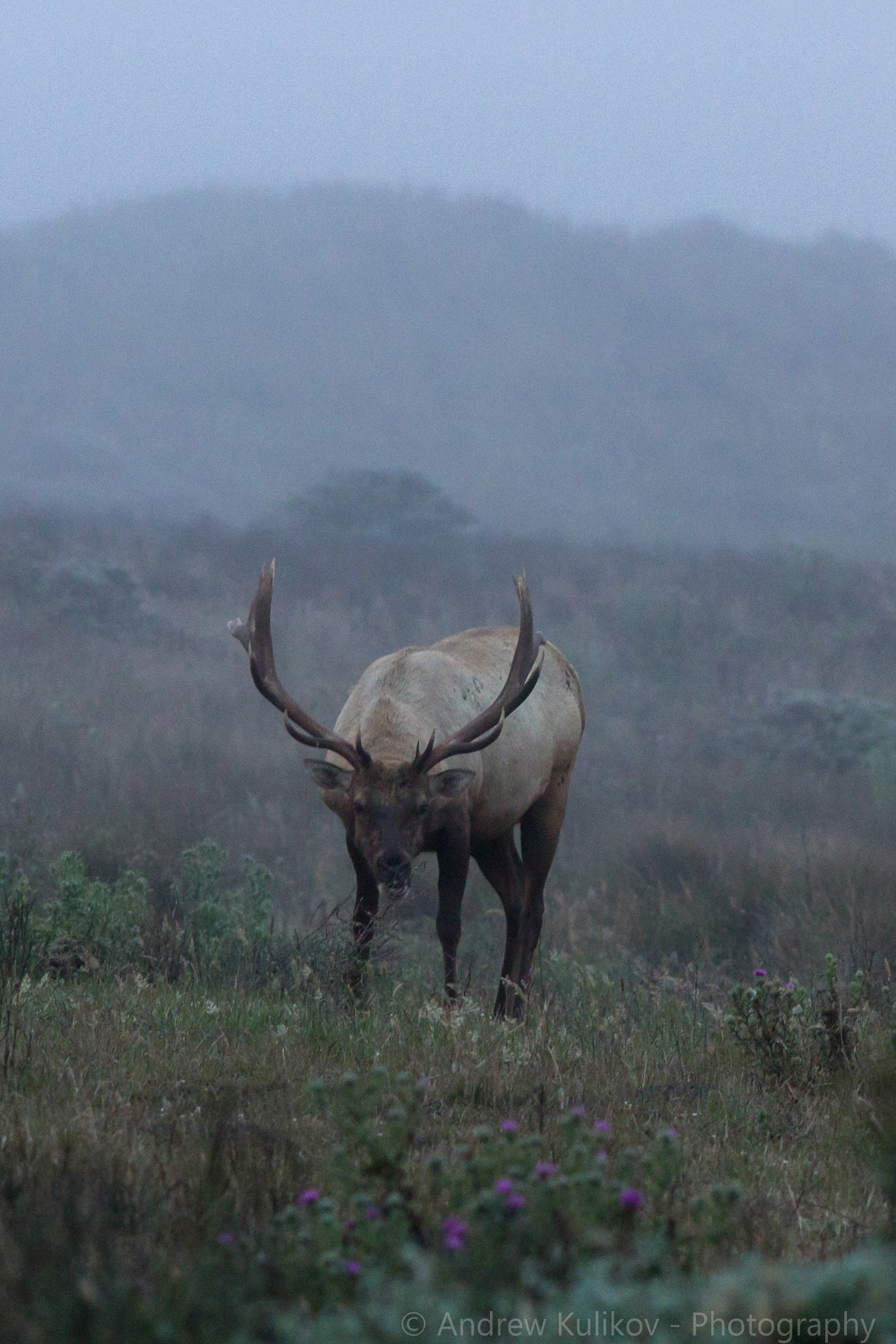 Canon EF 200mm F2.8L II USM sample photo. Elk in the fog photography