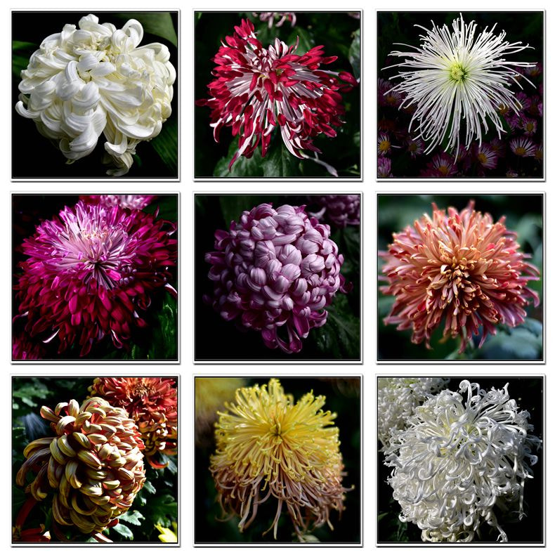 Nikon D750 + Tokina AT-X Pro 12-24mm F4 (IF) DX sample photo. Chrysanthemum photography