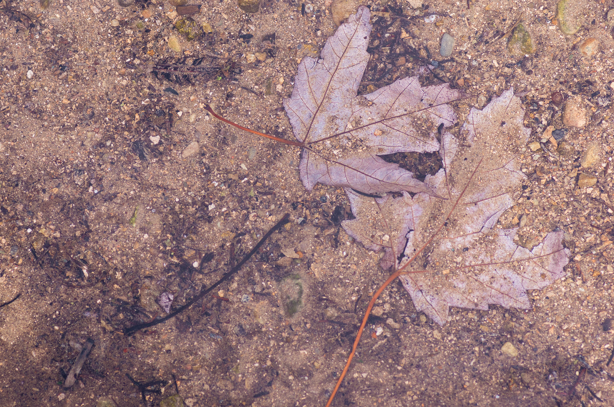 Pentax K-5 + Tamron SP AF 90mm F2.8 Di Macro sample photo. Drowning together photography