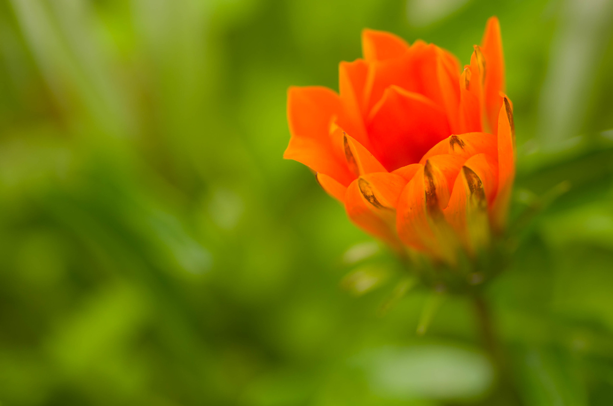 Pentax K-5 sample photo. Last flower of fall photography