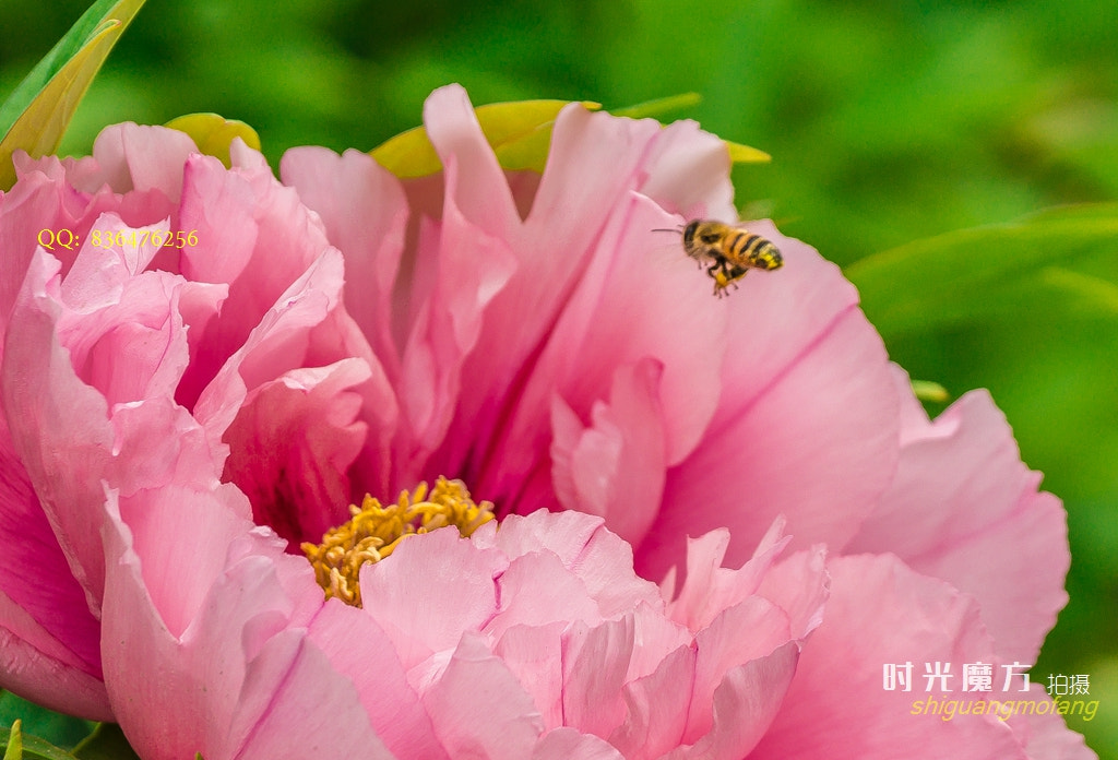 Sony SLT-A77 sample photo. Luoyang peony photography