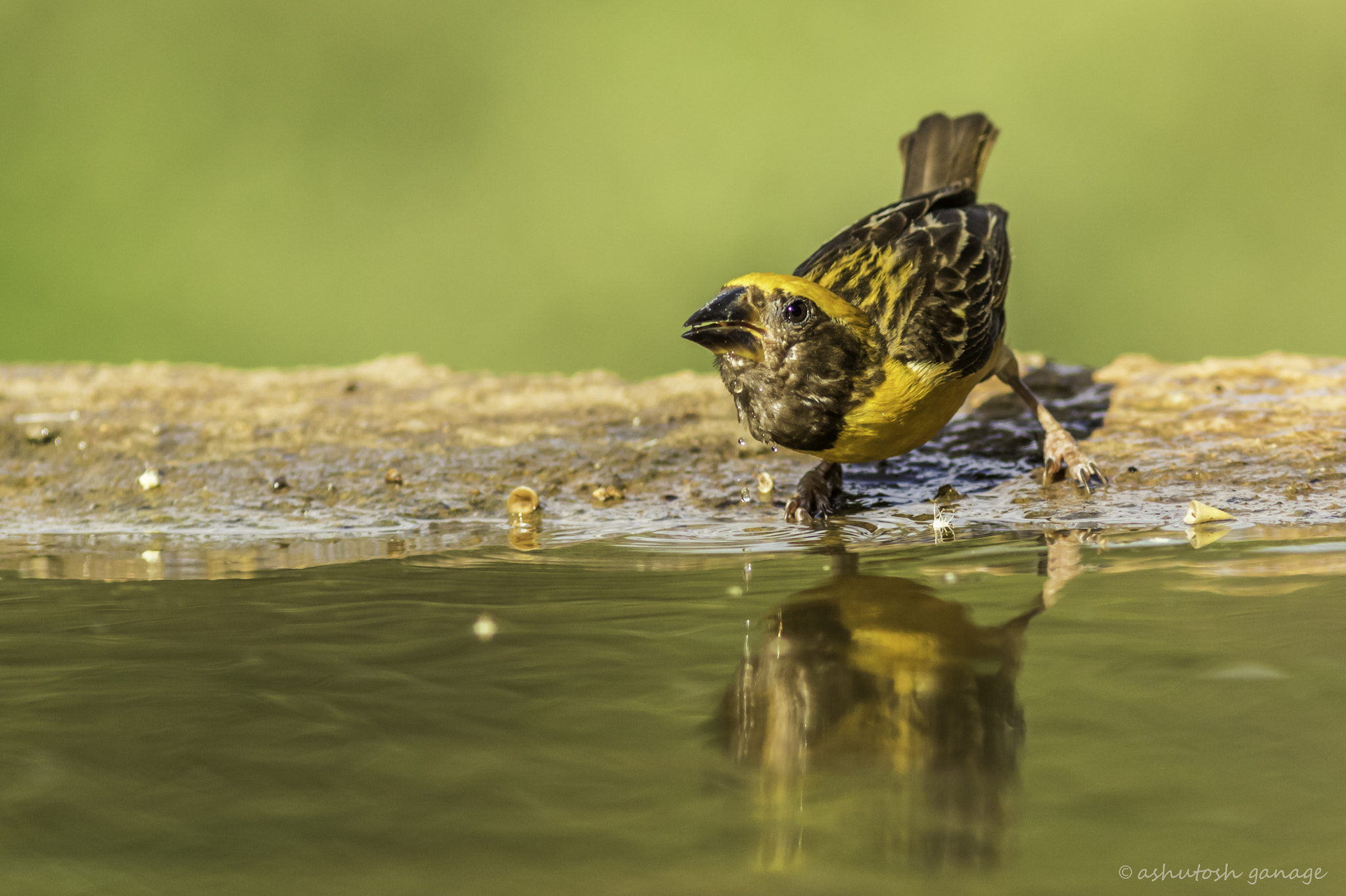 Canon EF 300mm F4L IS USM sample photo. Baya weaver photography