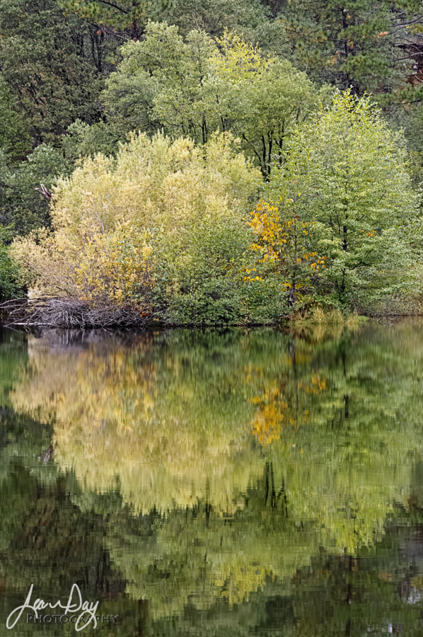 Pentax K-3 II sample photo. Open space woods and water photography