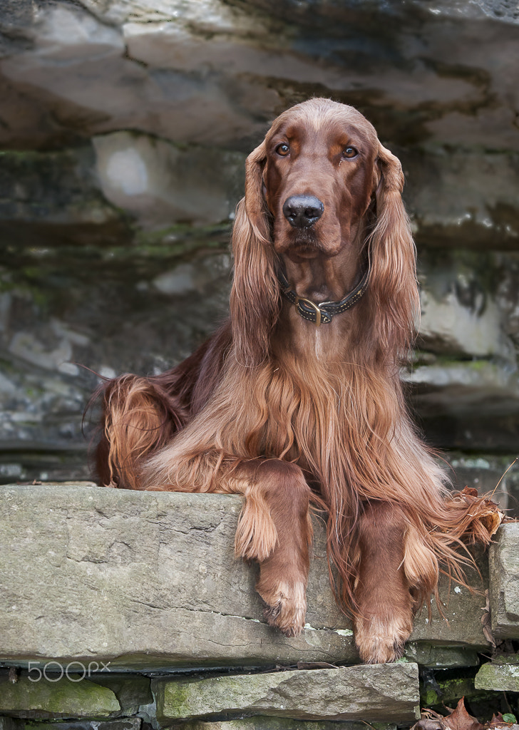 Nikon D300S sample photo. Irish setter photography