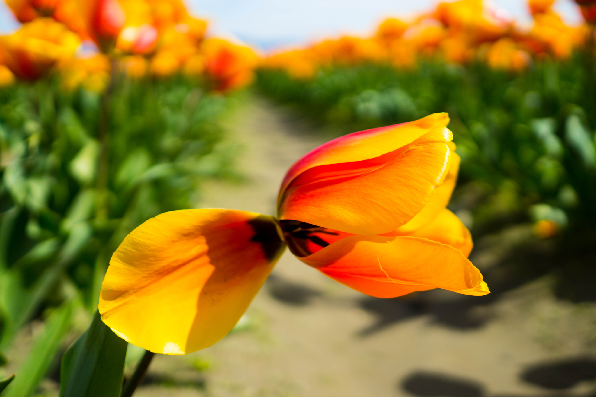 Sony Sonnar T* E 24mm F1.8 ZA sample photo. Perfect imperfection photography