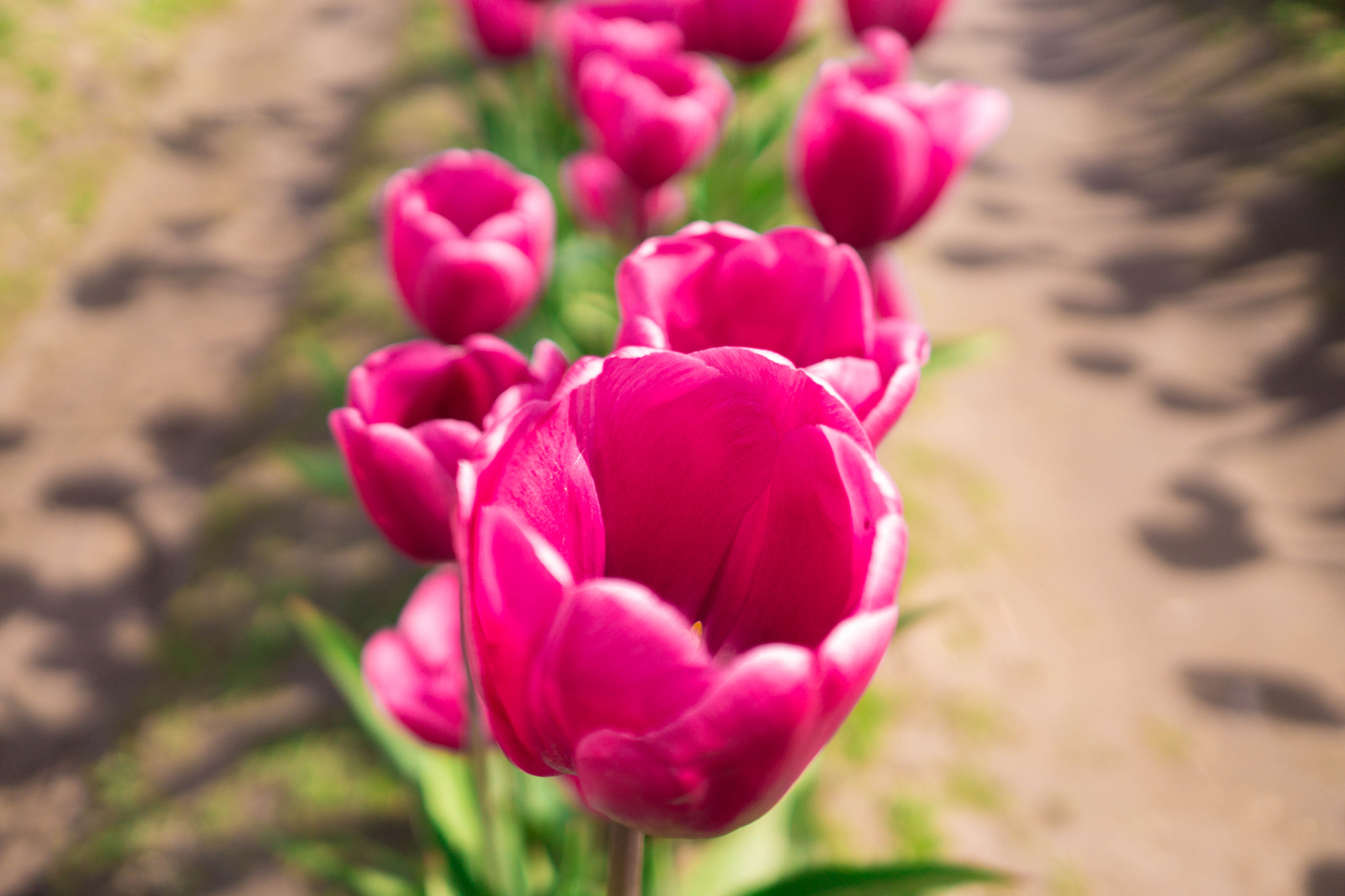 Sony Sonnar T* E 24mm F1.8 ZA sample photo. Tulip photography