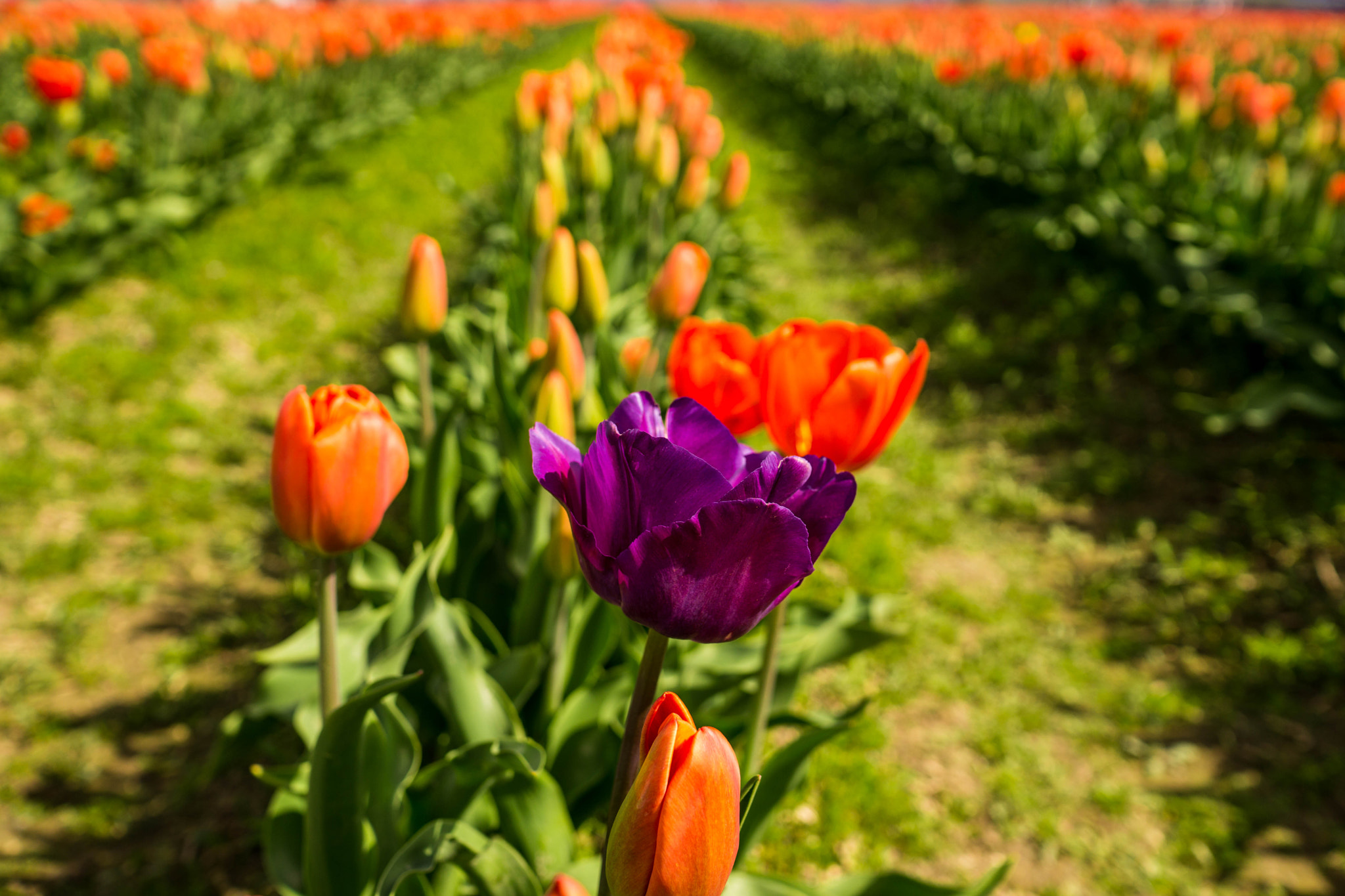 Sony Sonnar T* E 24mm F1.8 ZA sample photo. To be different photography