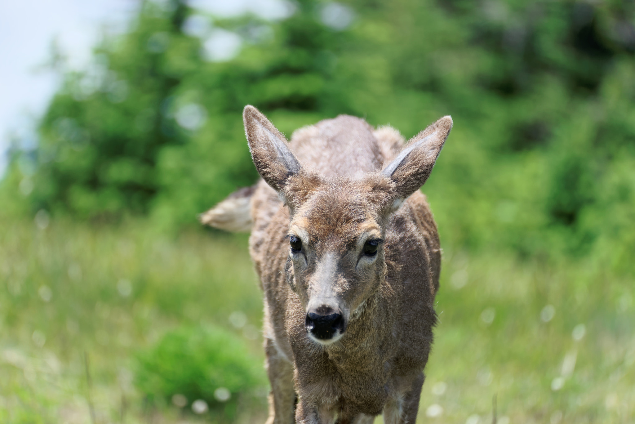 Nikon D800 sample photo. Bambi photography