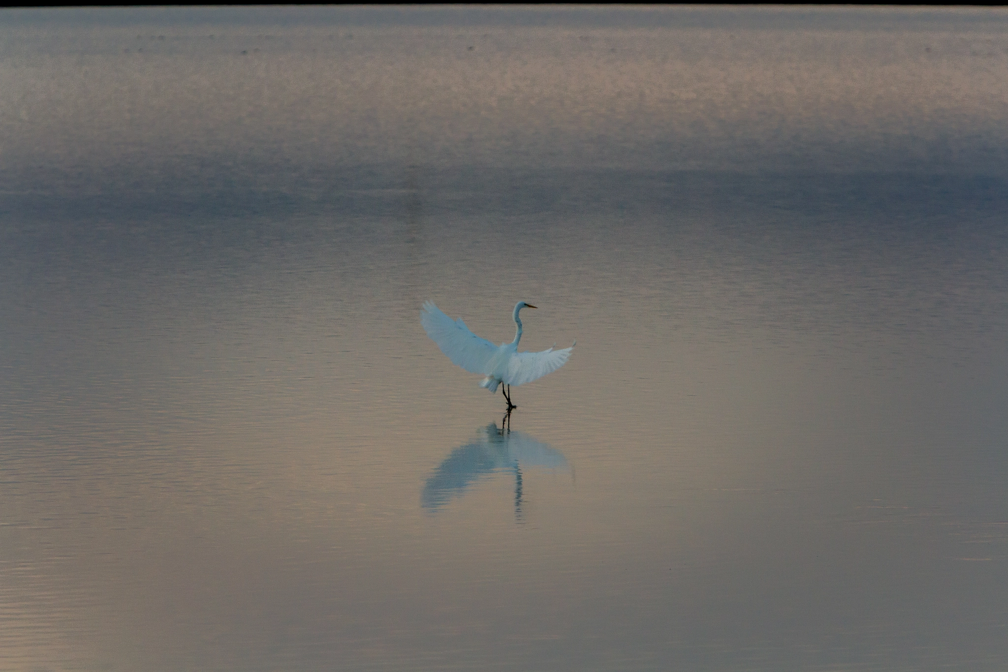 Canon EOS 7D sample photo. Bird hunt photography