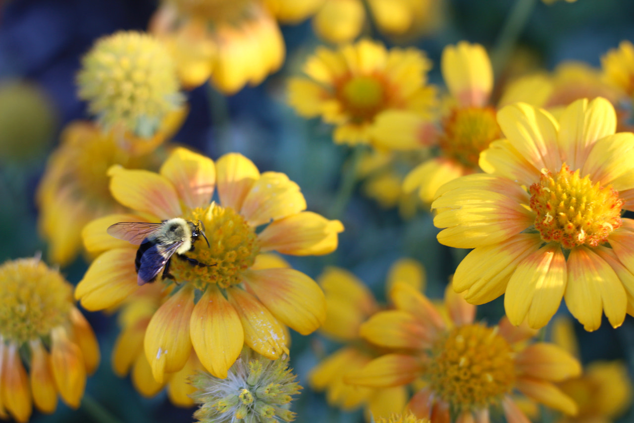 Canon EOS 100D (EOS Rebel SL1 / EOS Kiss X7) sample photo. September honey photography
