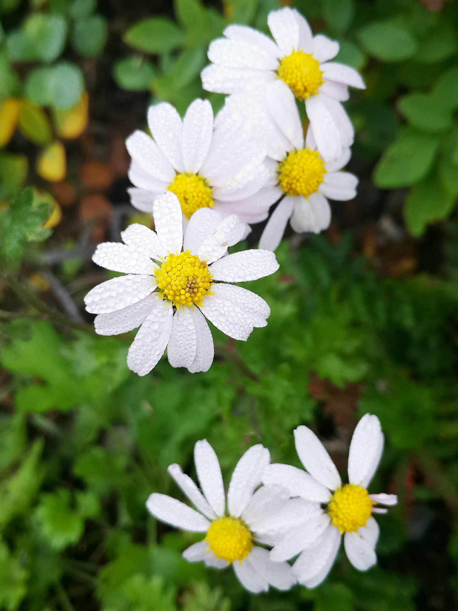 Meizu MX4 Pro sample photo