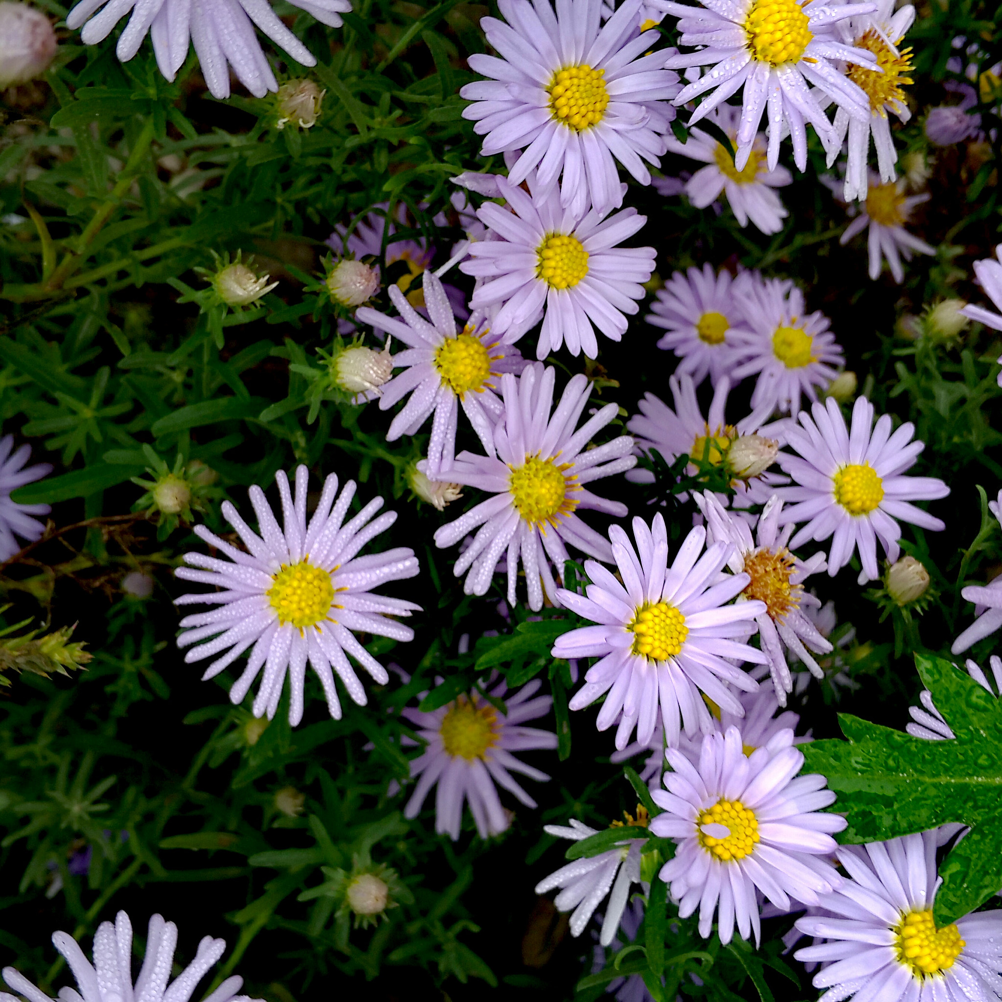 Meizu MX4 Pro sample photo