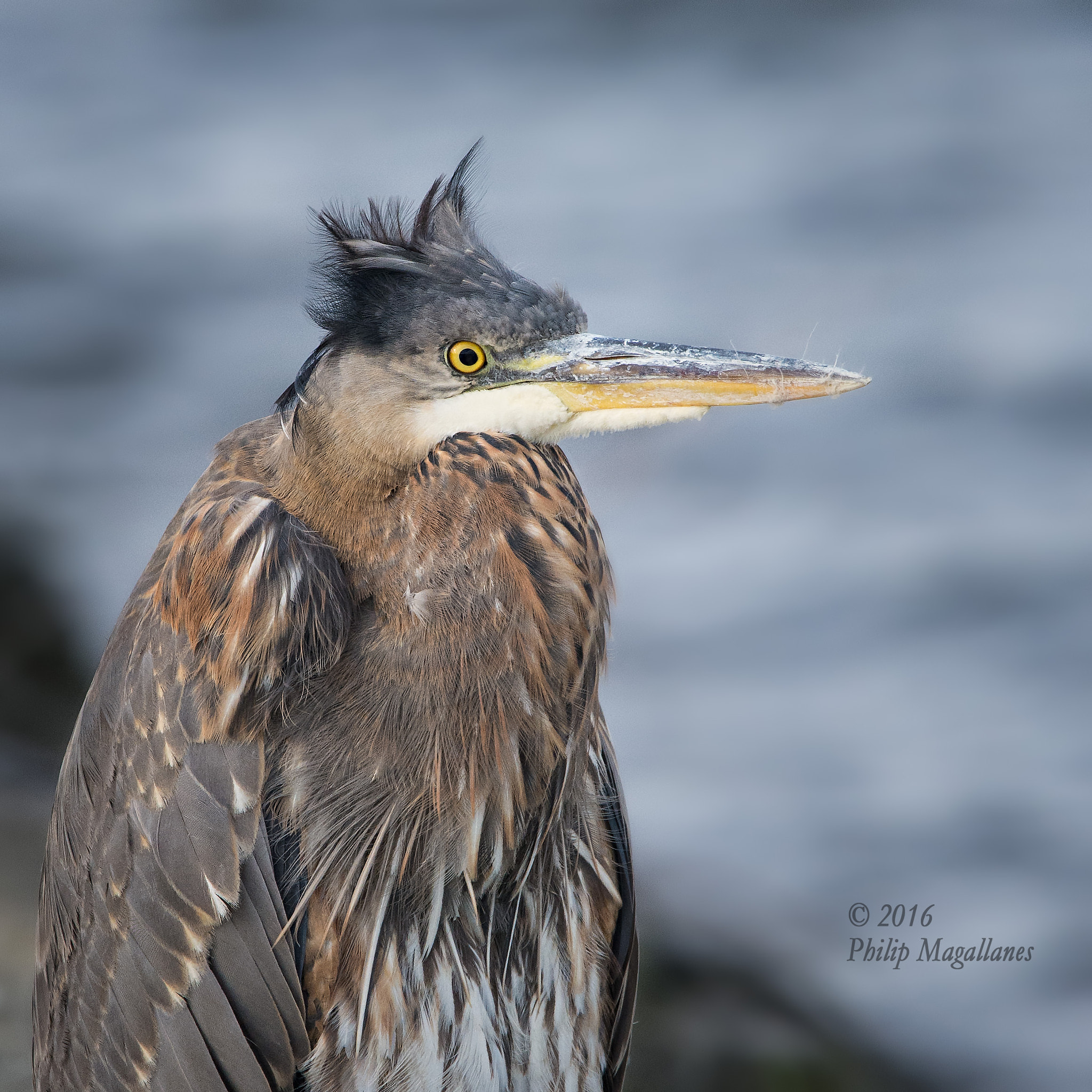 Nikon Nikkor AF-S 300mm F4E PF ED VR sample photo. Young great blue heron photography