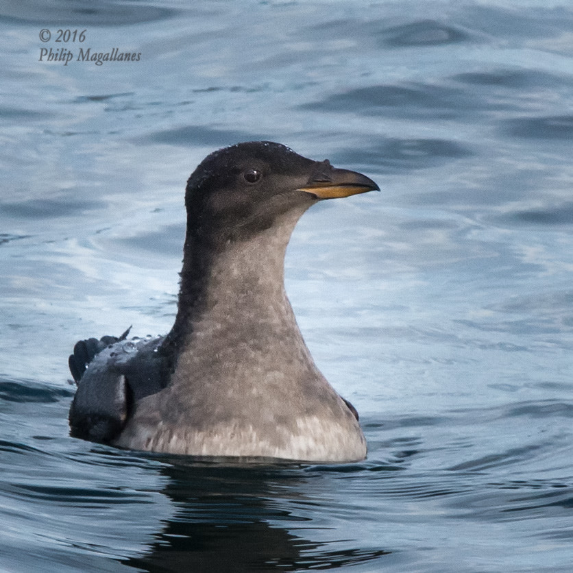 Nikon Nikkor AF-S 300mm F4E PF ED VR sample photo. Rhinoceros auklet photography