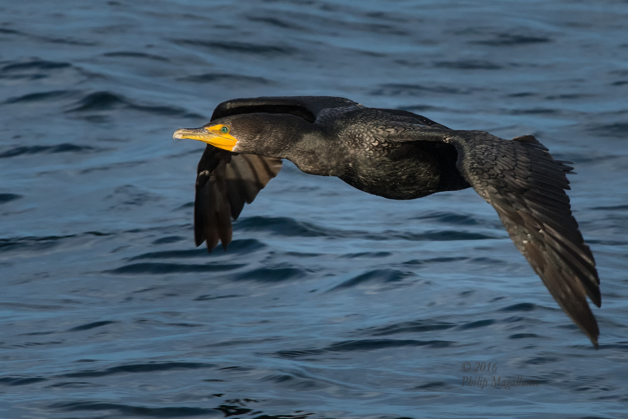 Nikon Nikkor AF-S 300mm F4E PF ED VR sample photo. Double crested cormorant in flight photography