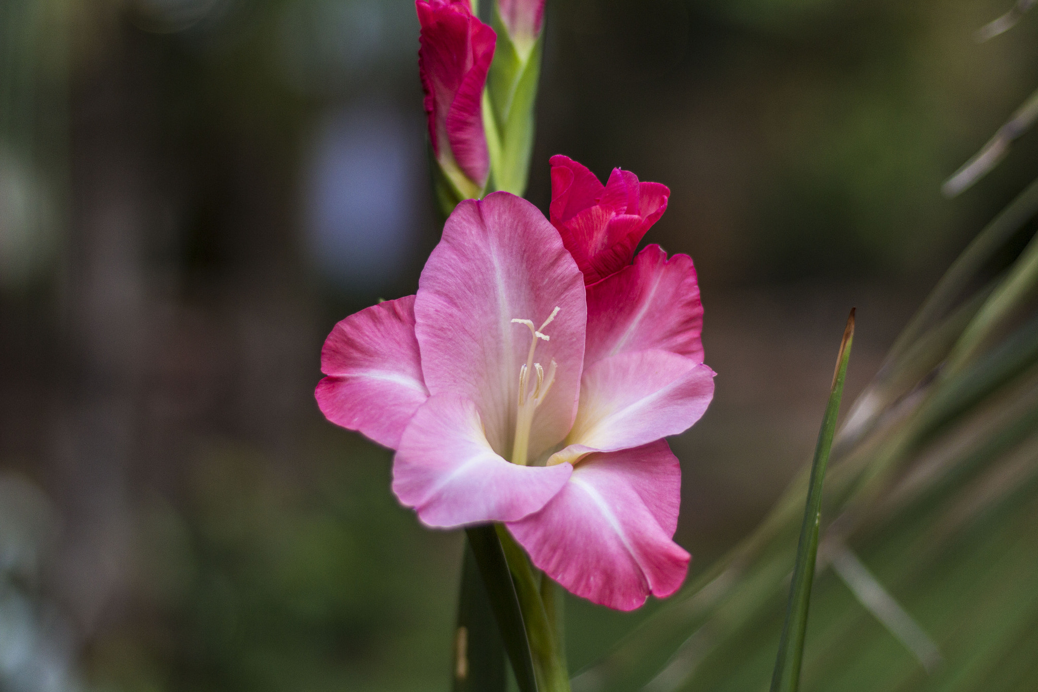 Canon EOS 650D (EOS Rebel T4i / EOS Kiss X6i) sample photo. Little princess photography